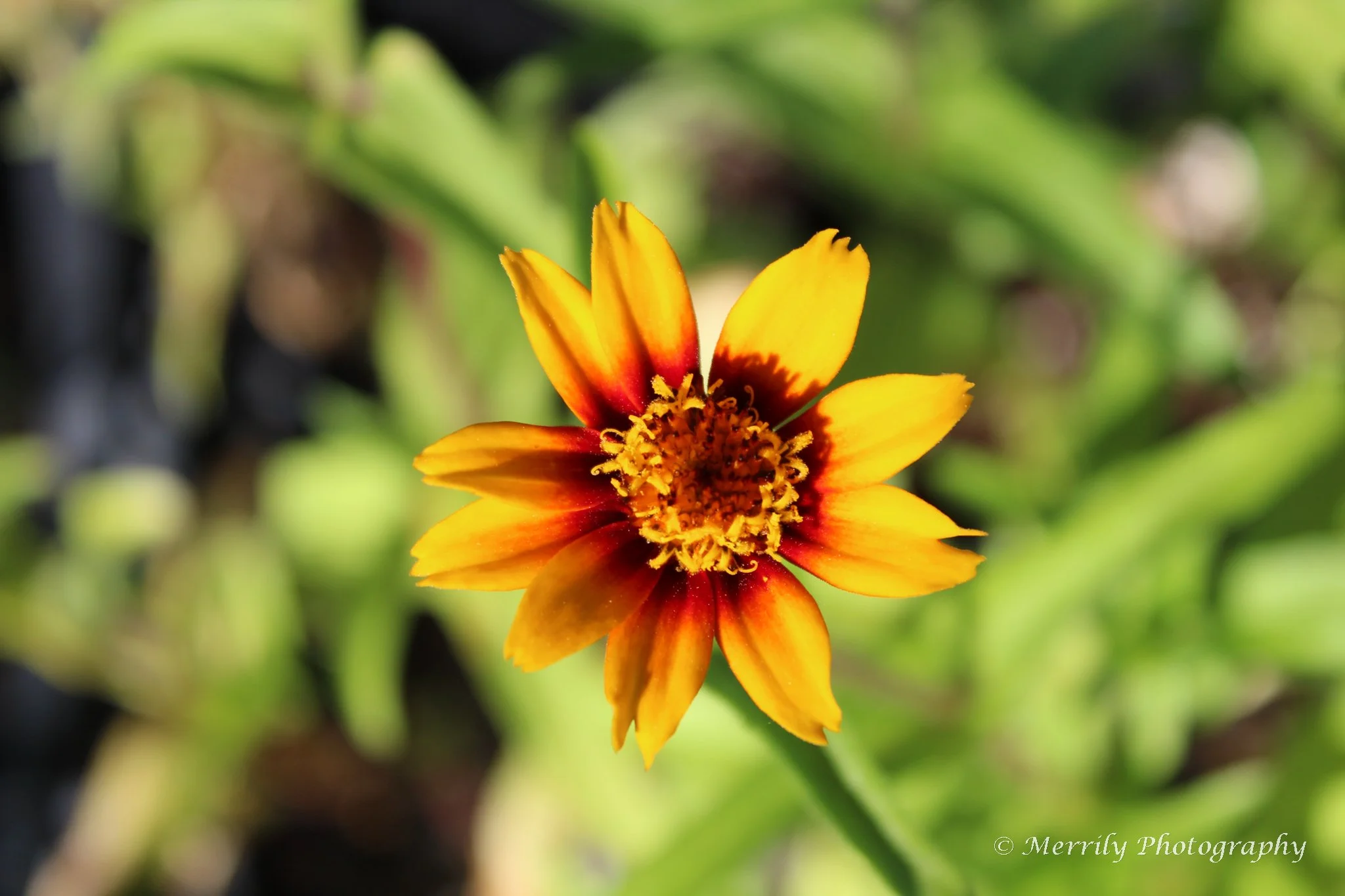 A close-up of a vibrant orange and yellow flower with a dark red center, set against a blurred green background.
