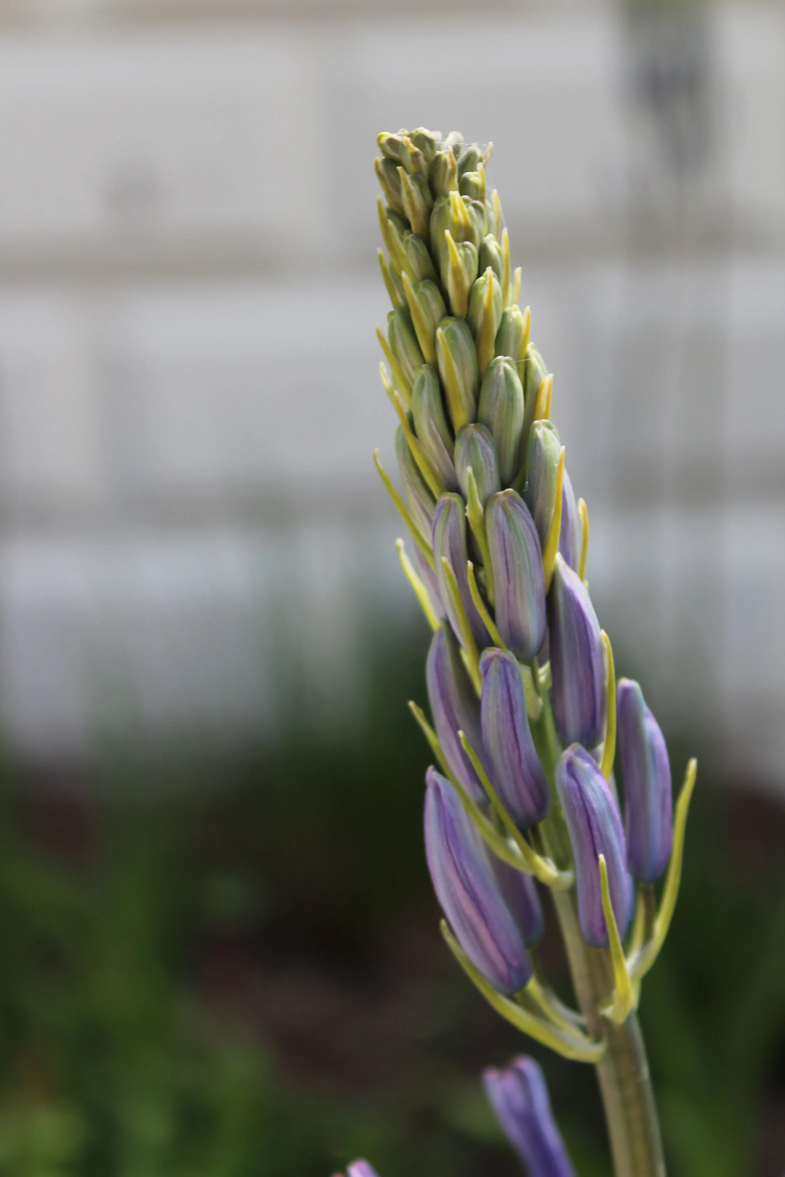 wild hyacinth