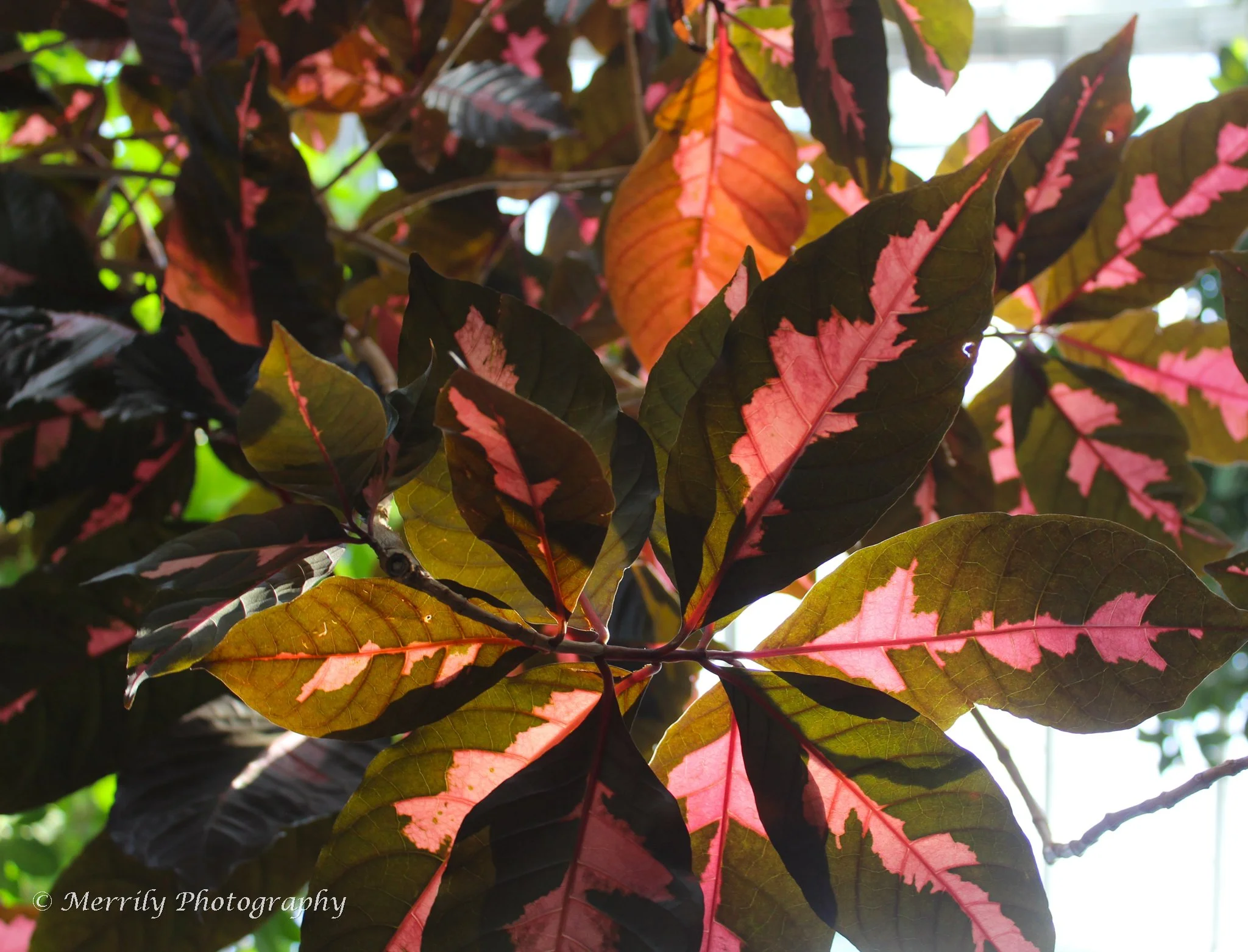 Close-up of colorful autumn leaves, primarily red and green, with some sunlight shining through.