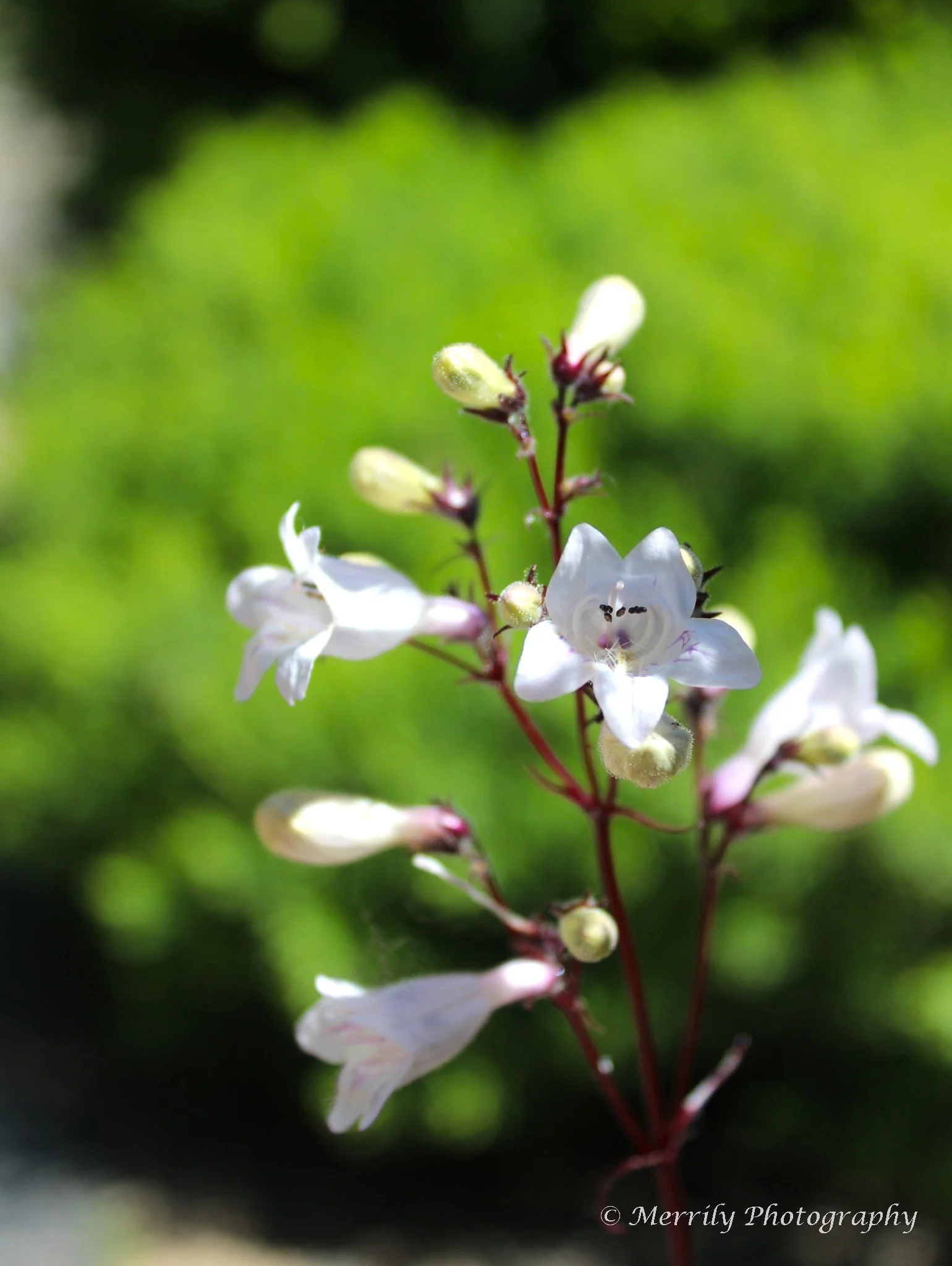 foxglove beardtongue.jpg
