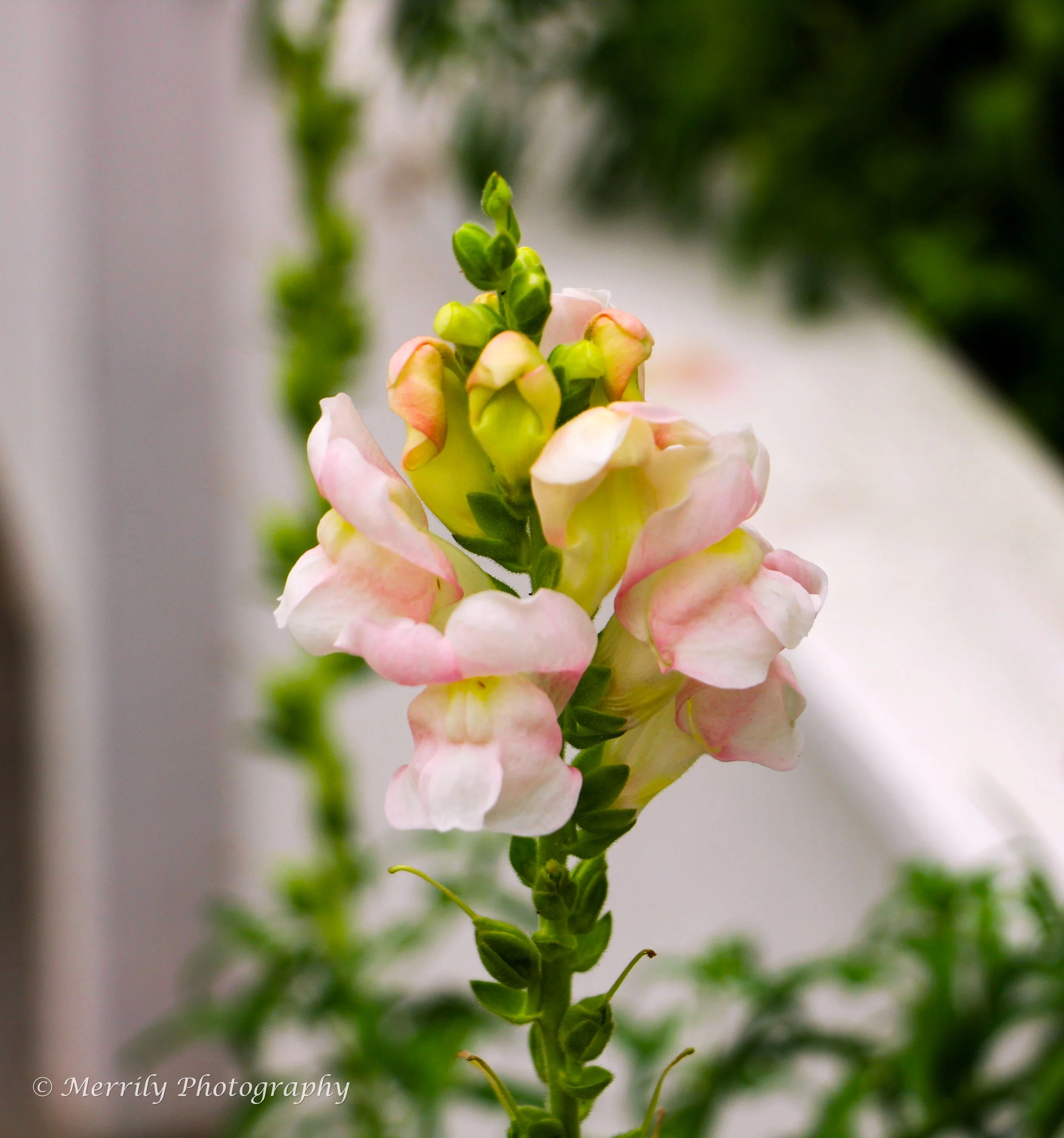 Snapdragon white and pink 3.jpg
