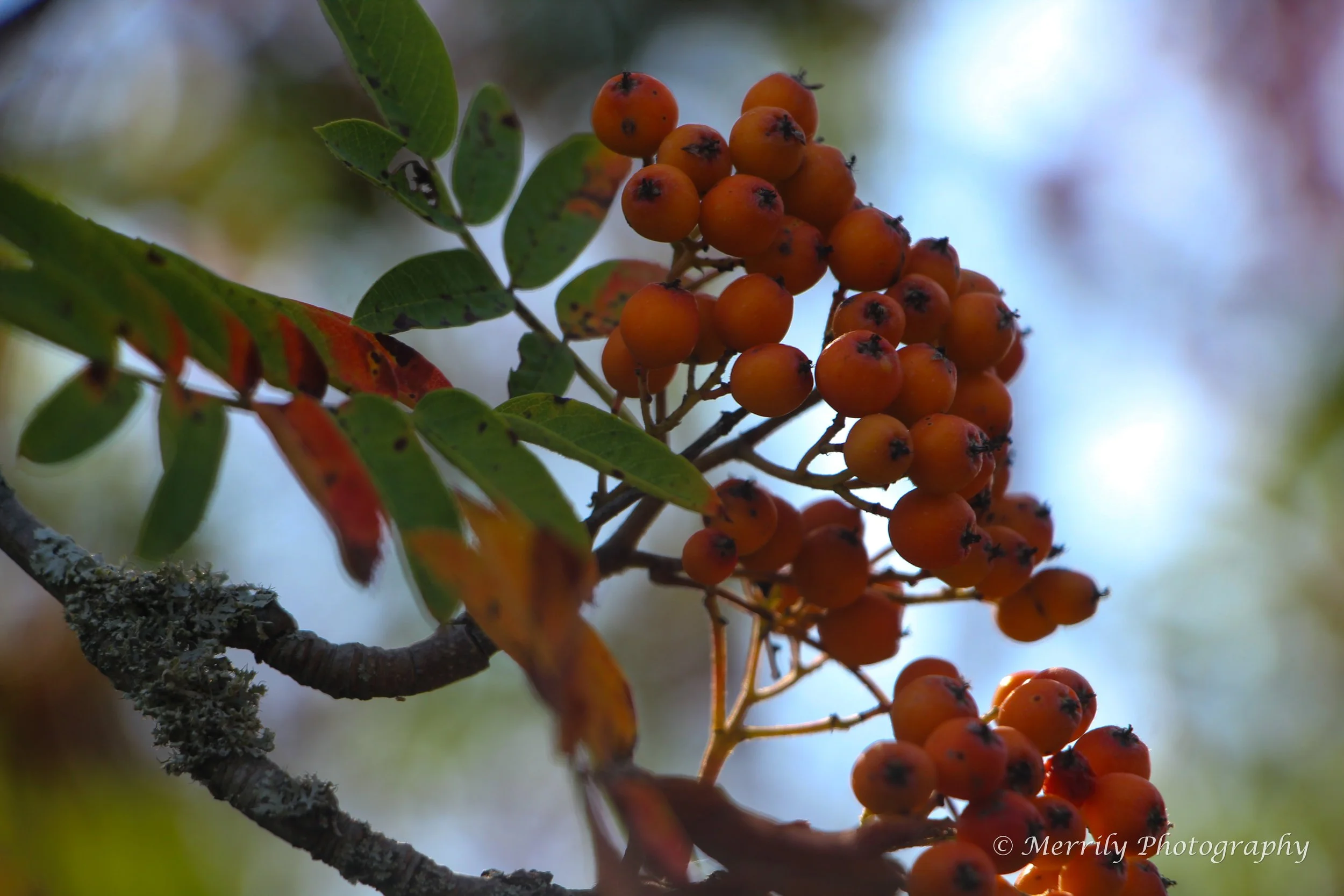 mountain ash.jpg