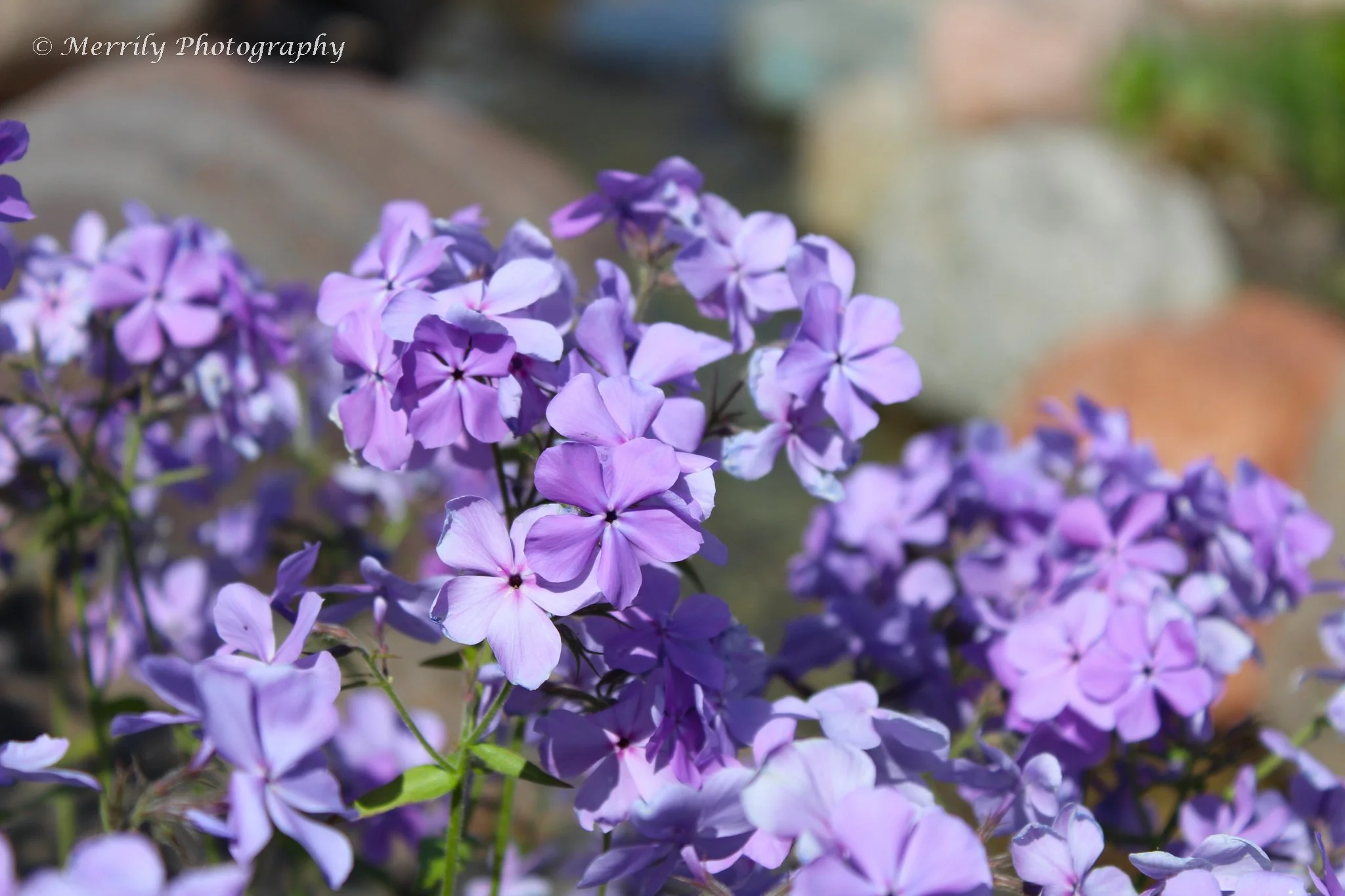 Purple phlox.jpg