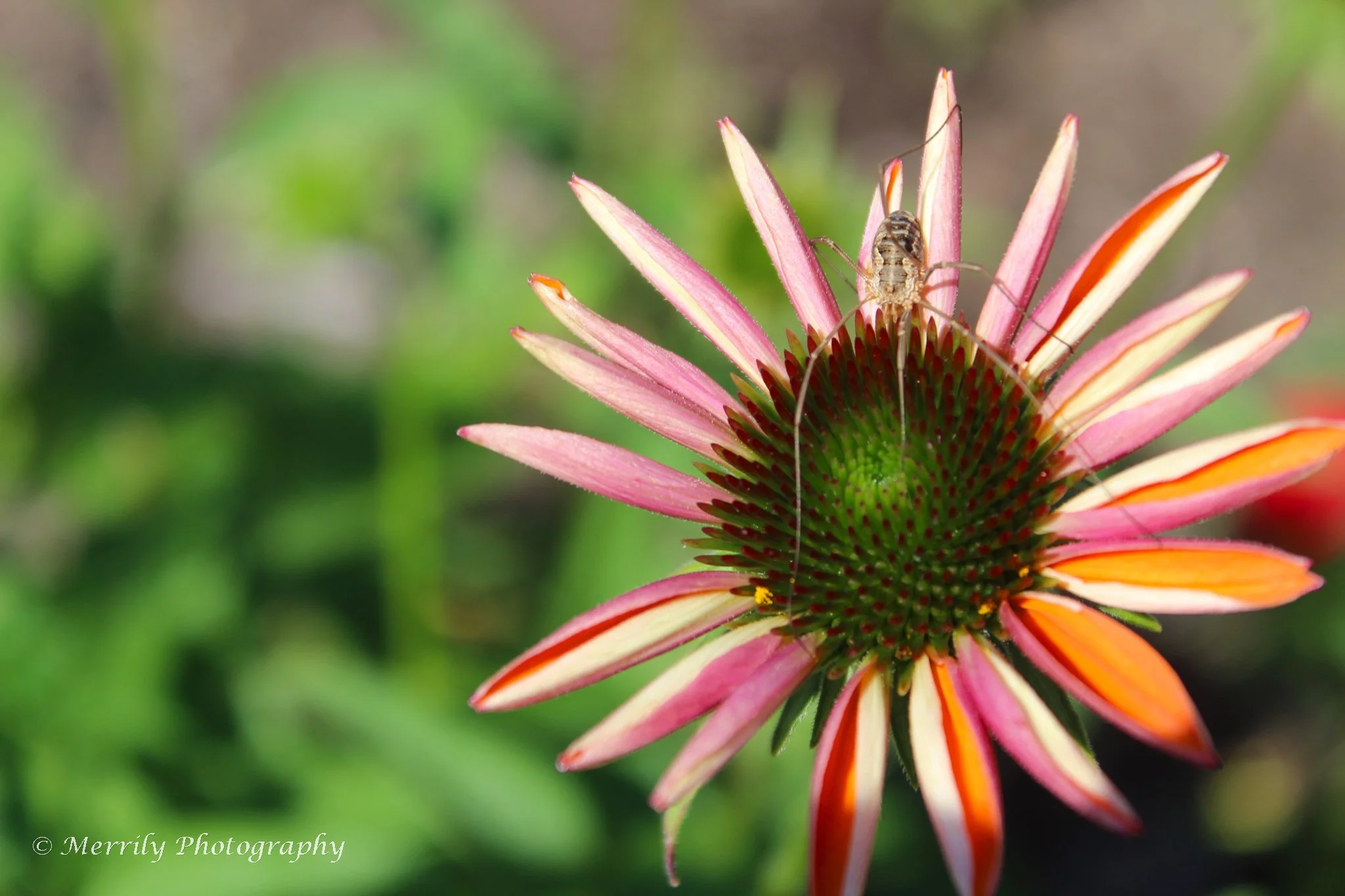 Coneflower varigated with spider.jpg