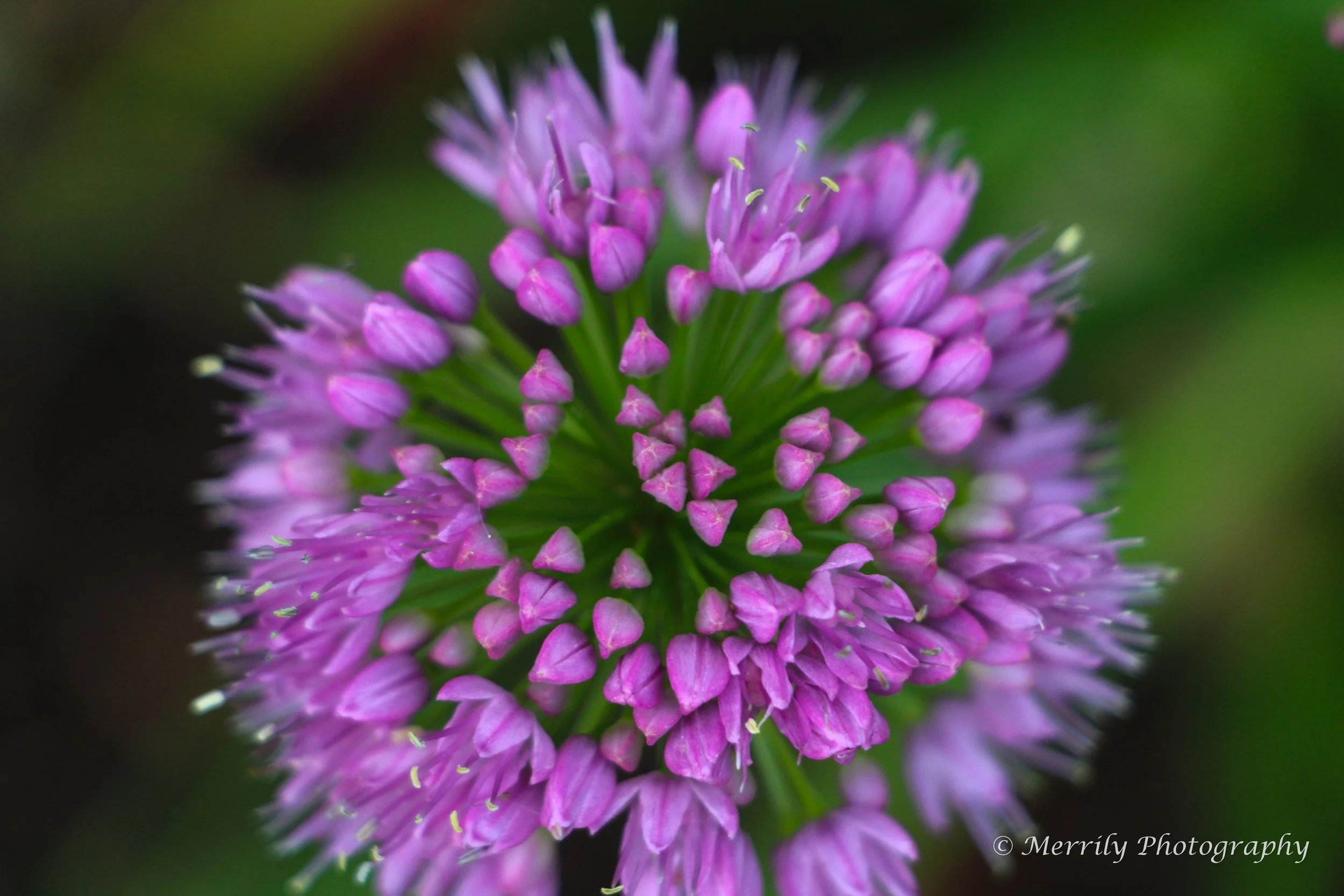Allium close up 2.jpg