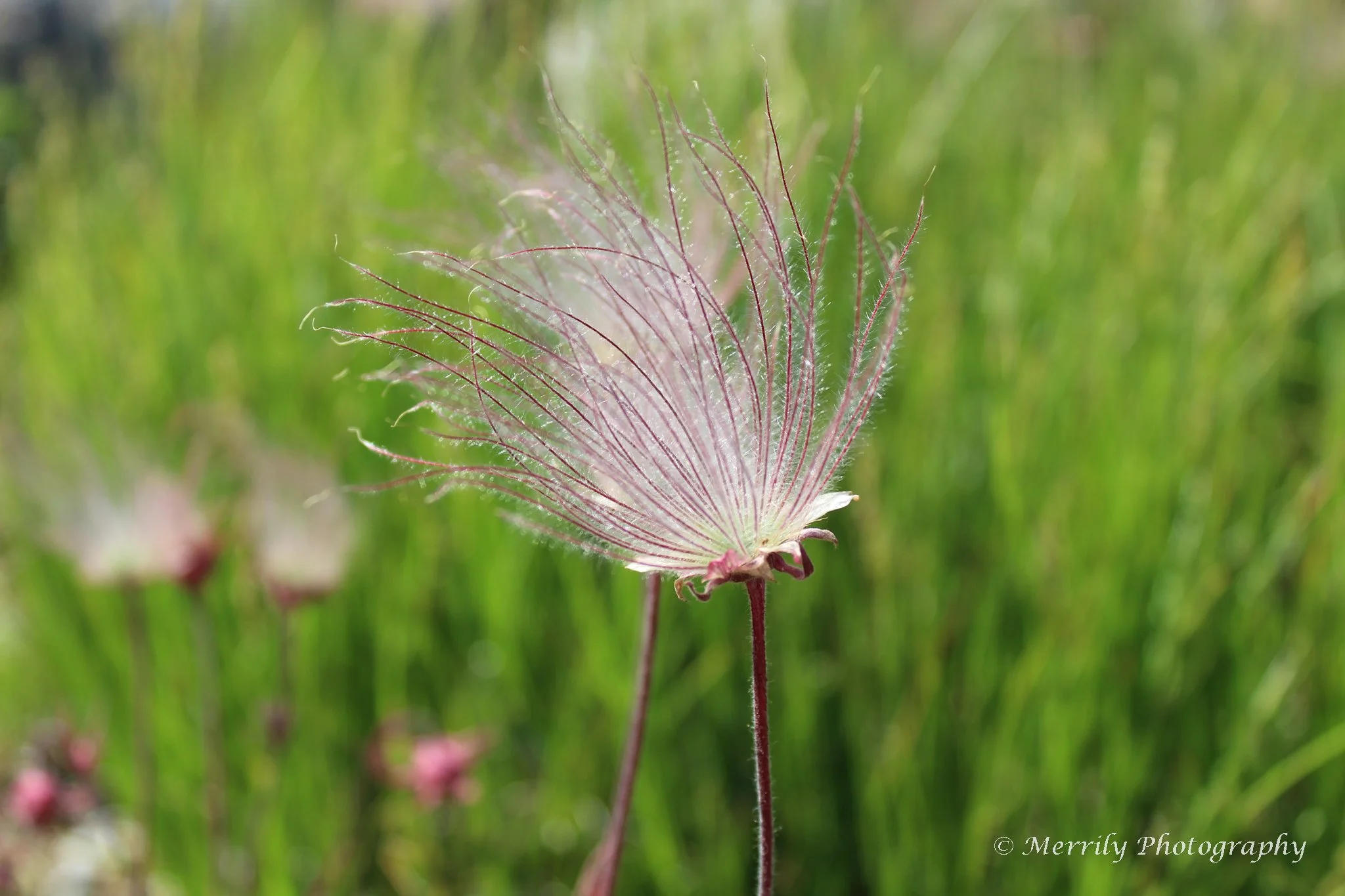 Prarie Smoke Geum triflorum close up.jpg