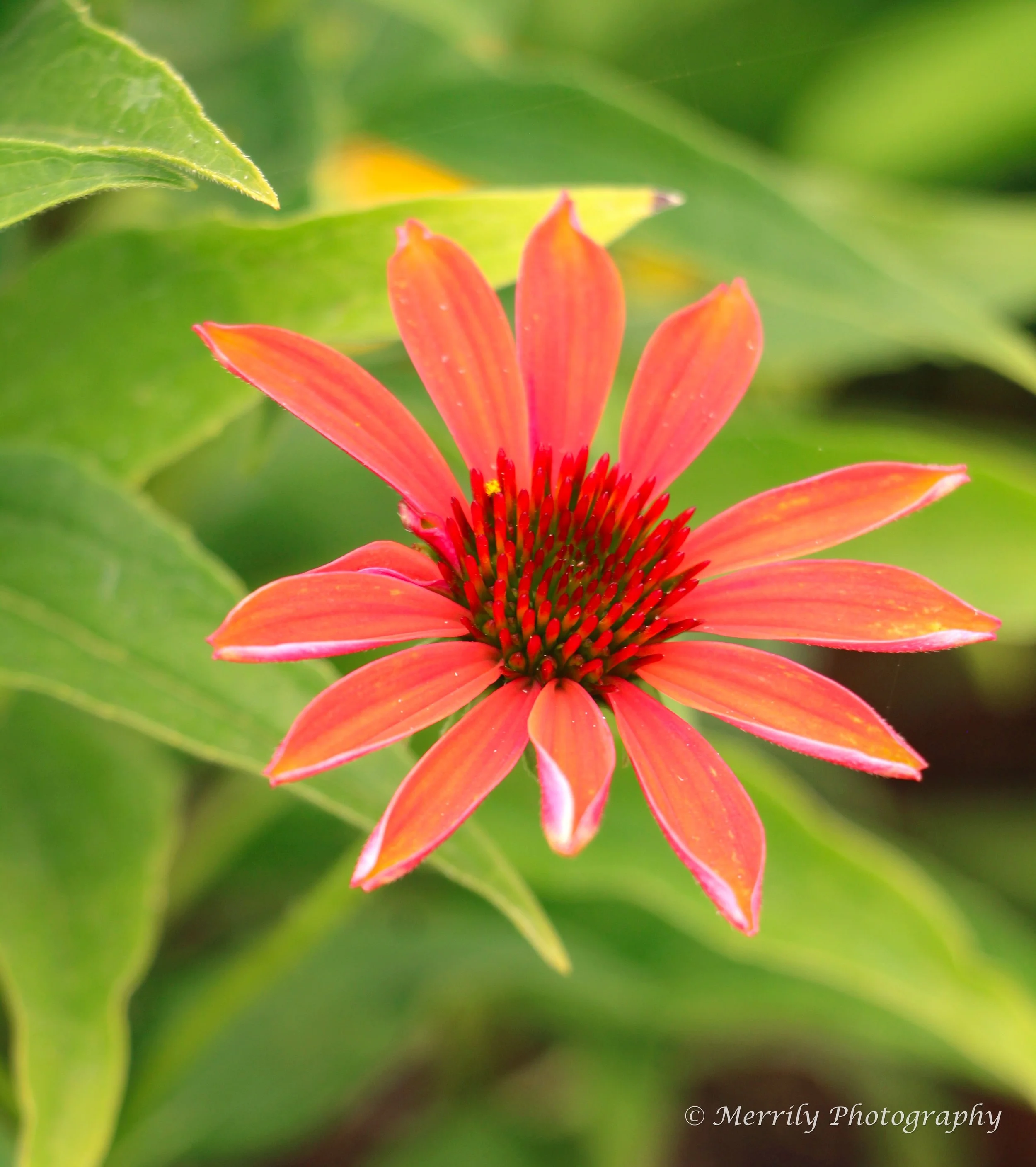 Coneflower pink (echinacea) 1.jpg