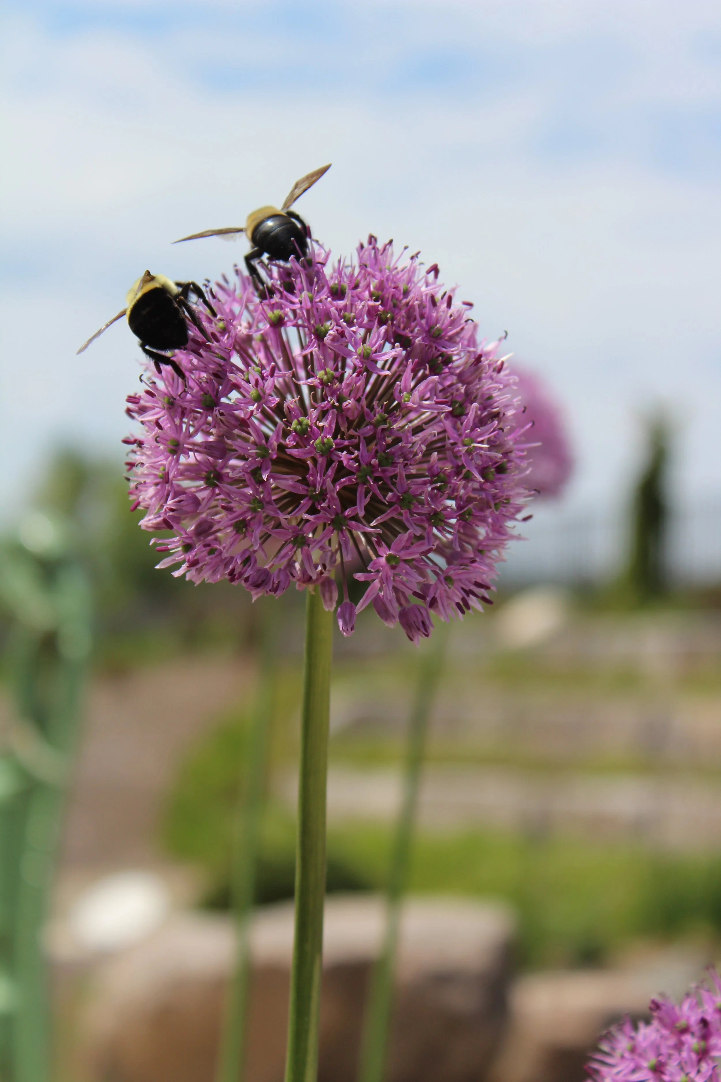 Bumblebee Bums print
