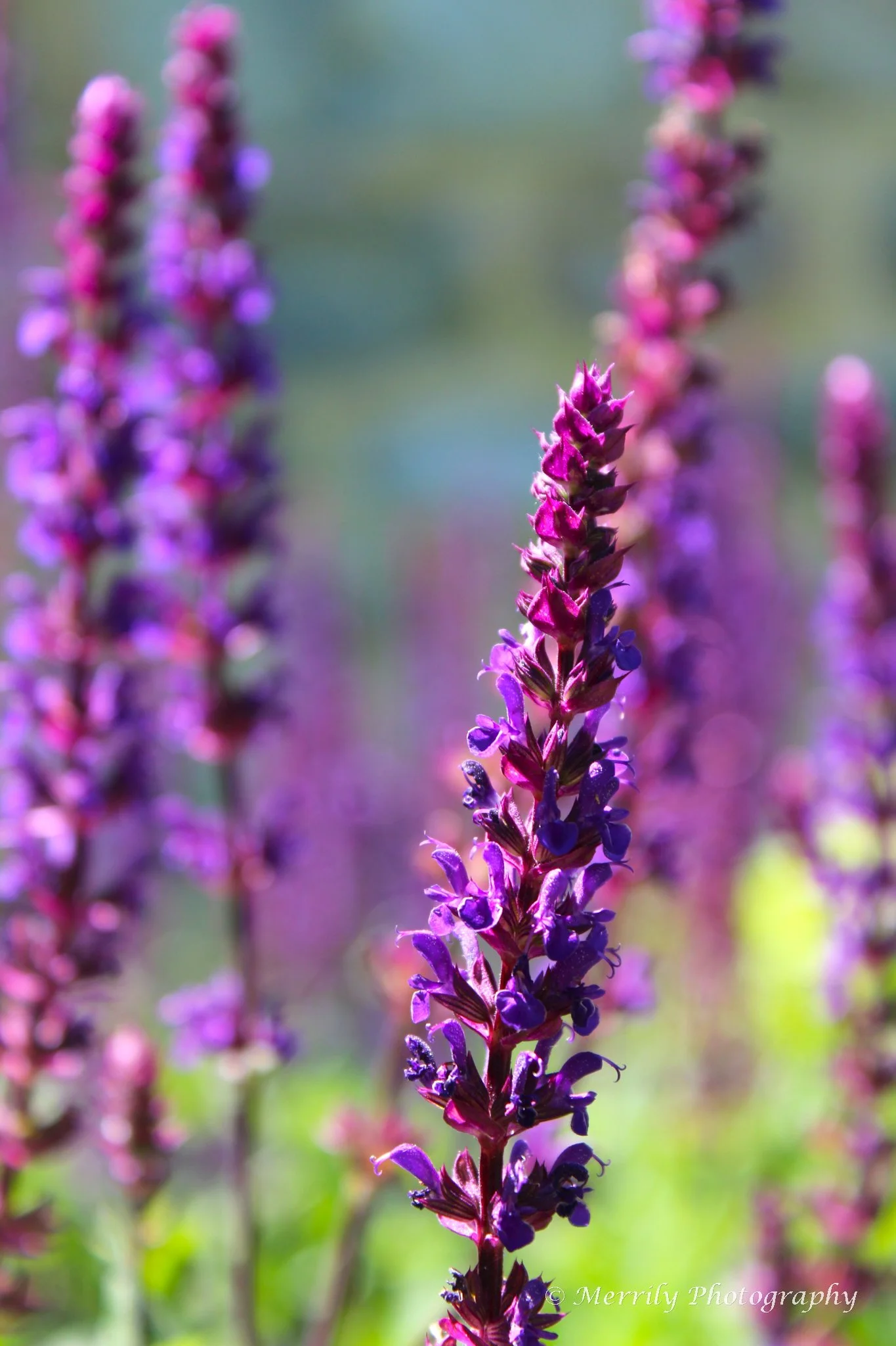Salvia nemorosa close up.jpg