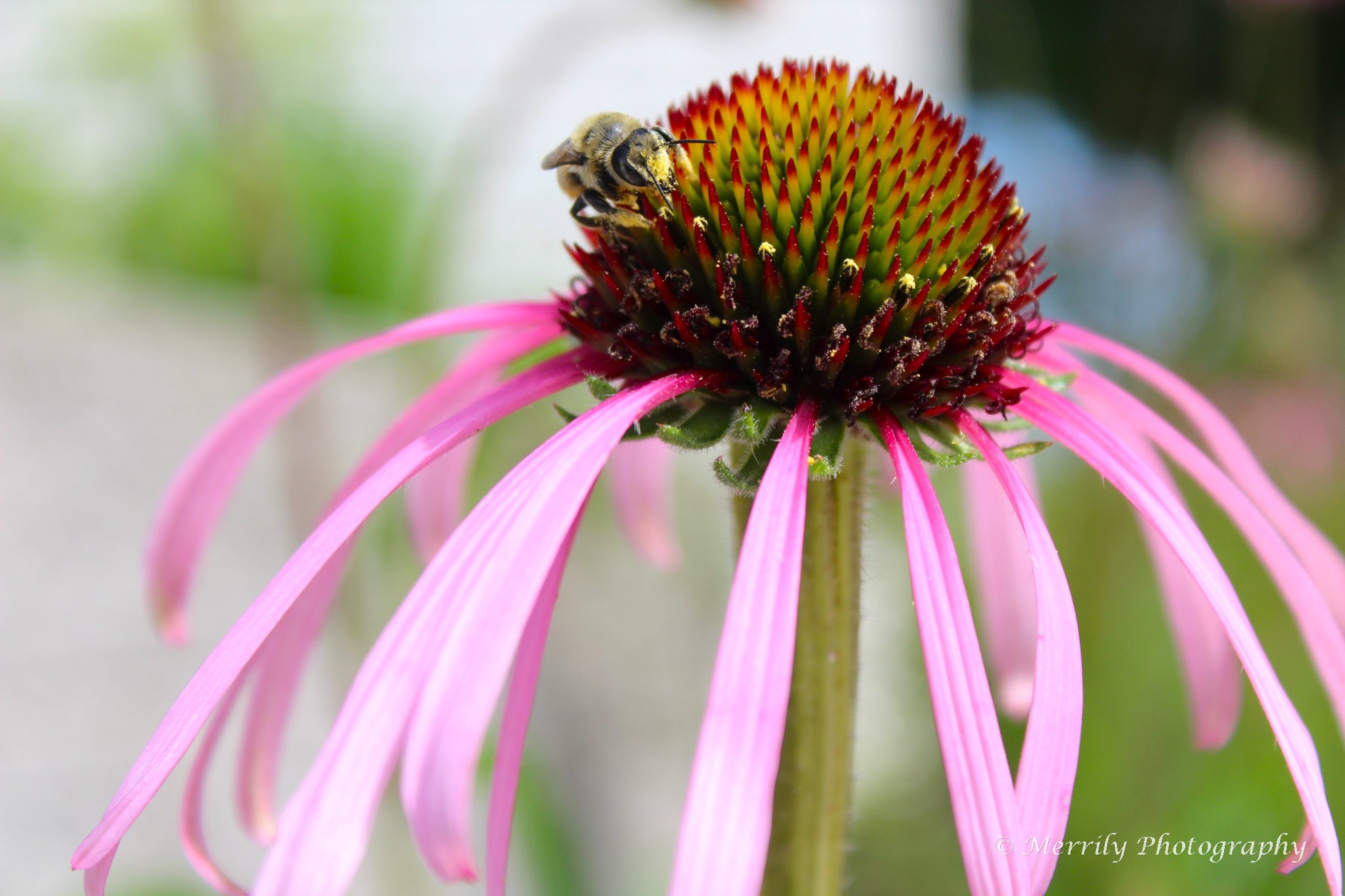 Purple Coneflower with a Bee.jpg