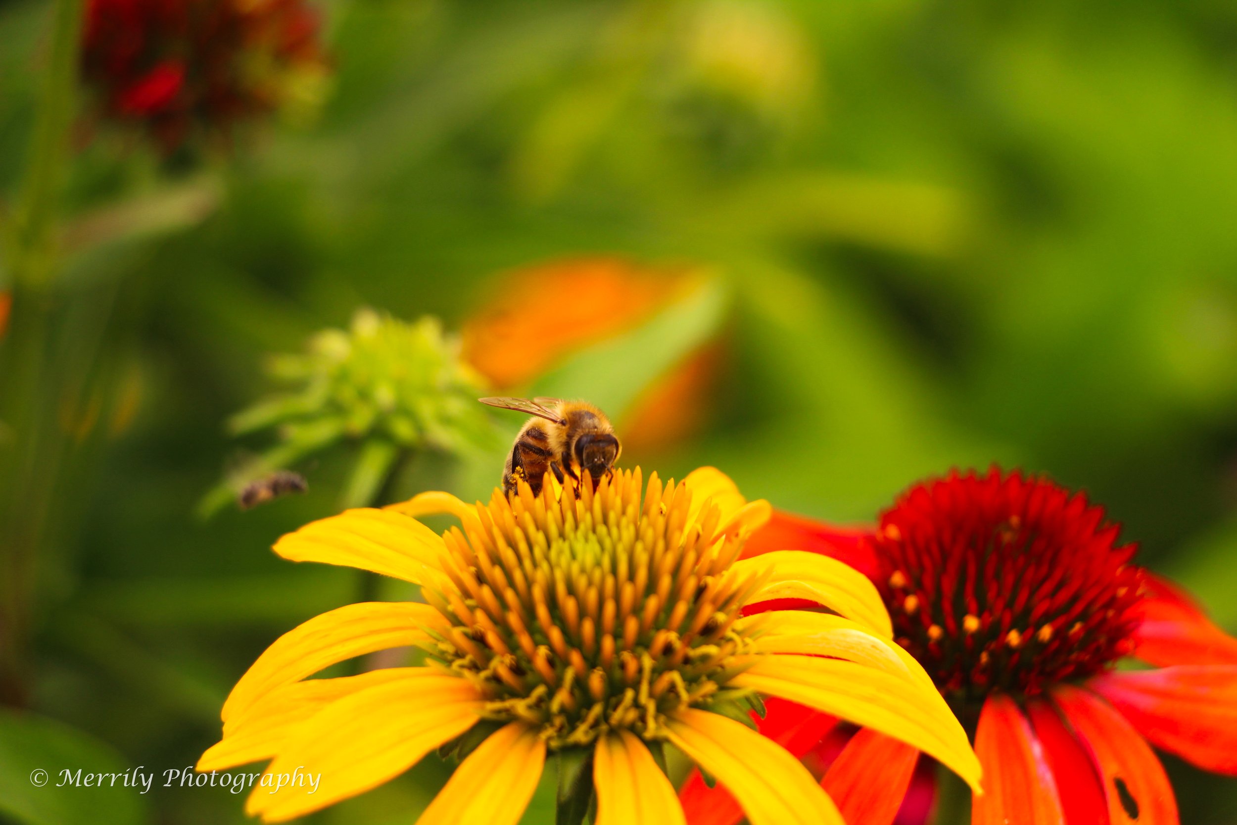 Coneflowers yellow and red with bee.jpg