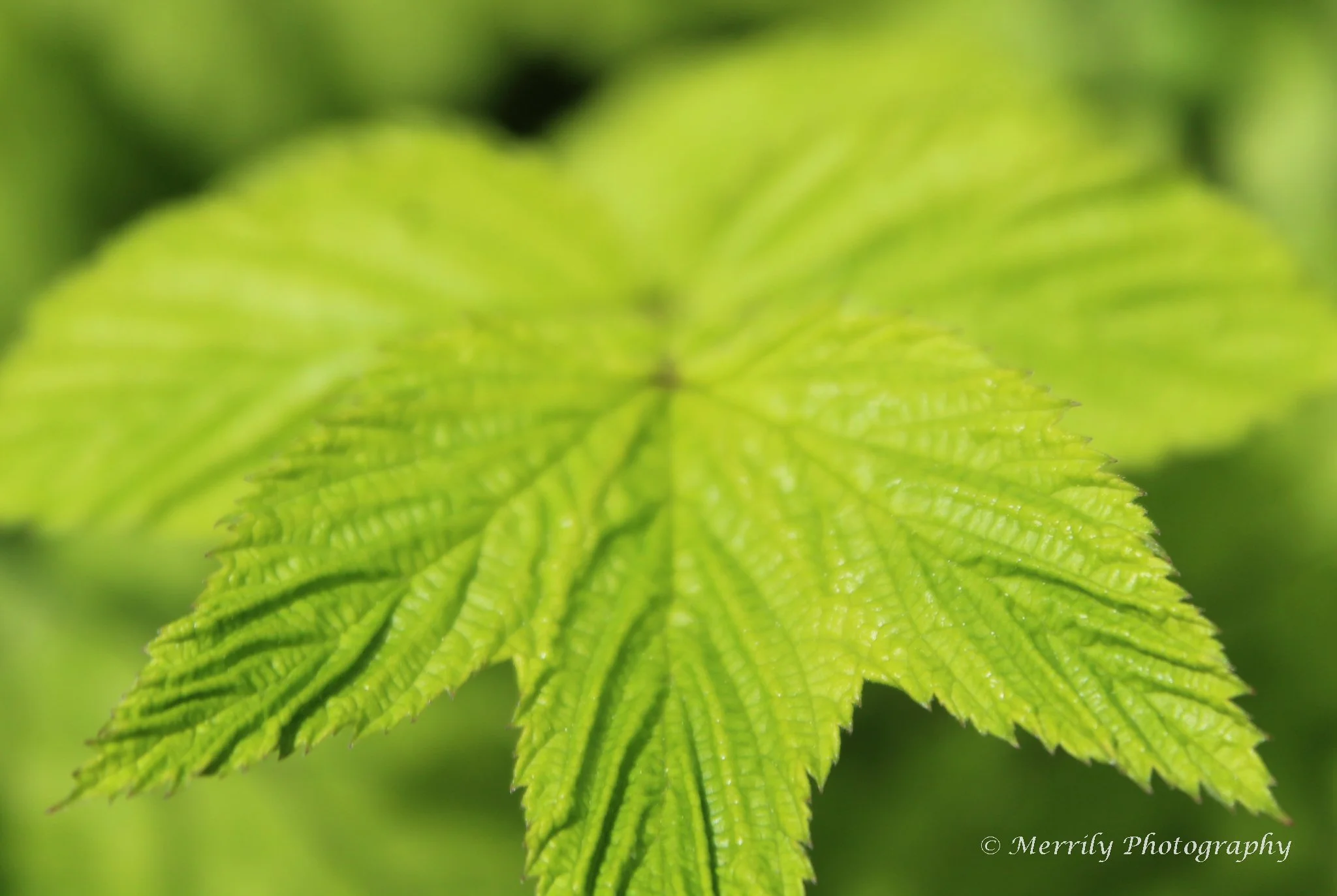 Raspberry Leaf print
