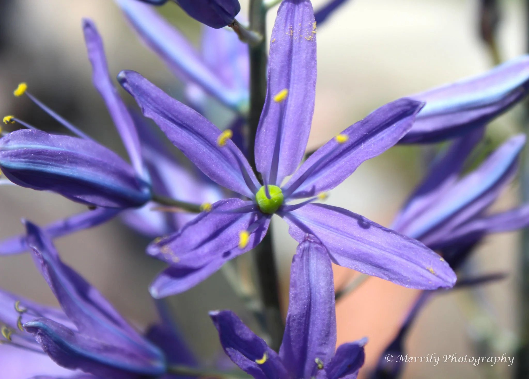 Wild Hyacinth Camassia leichtlinii 'Caerulea' close up.jpg