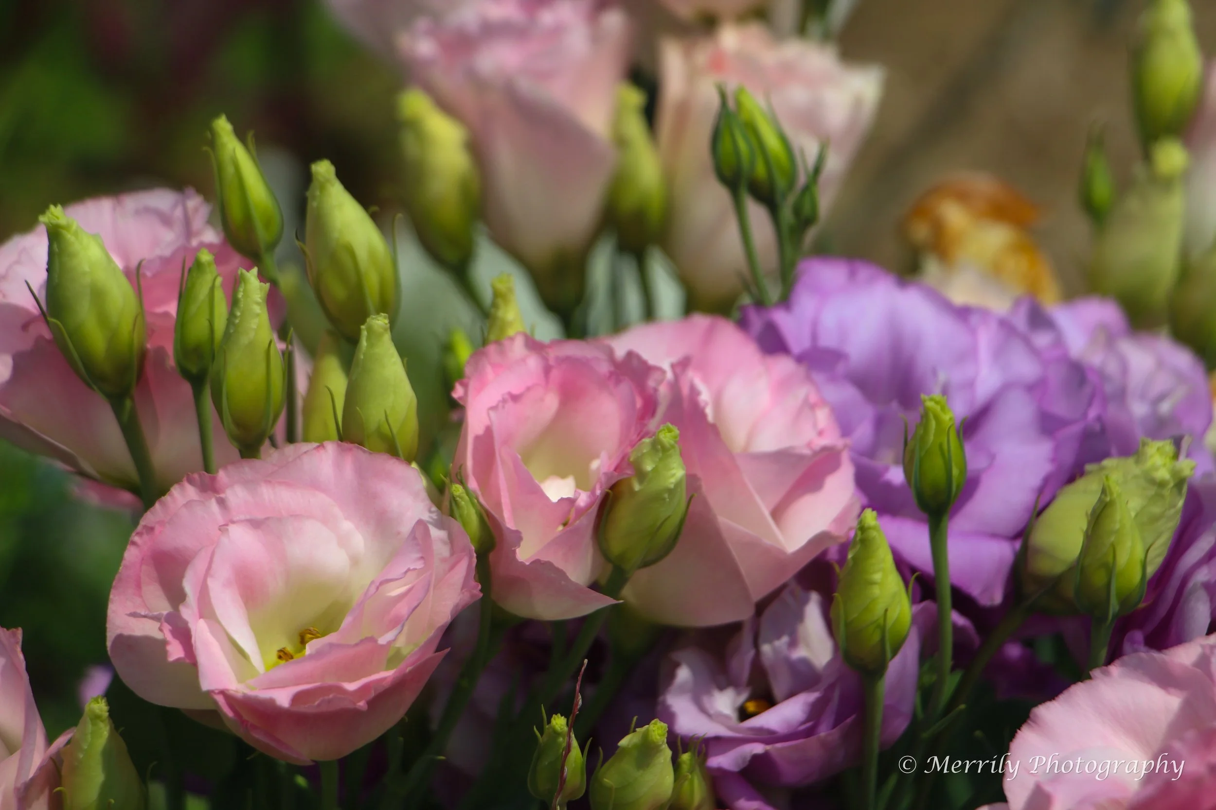 Lisianthus 3.jpg