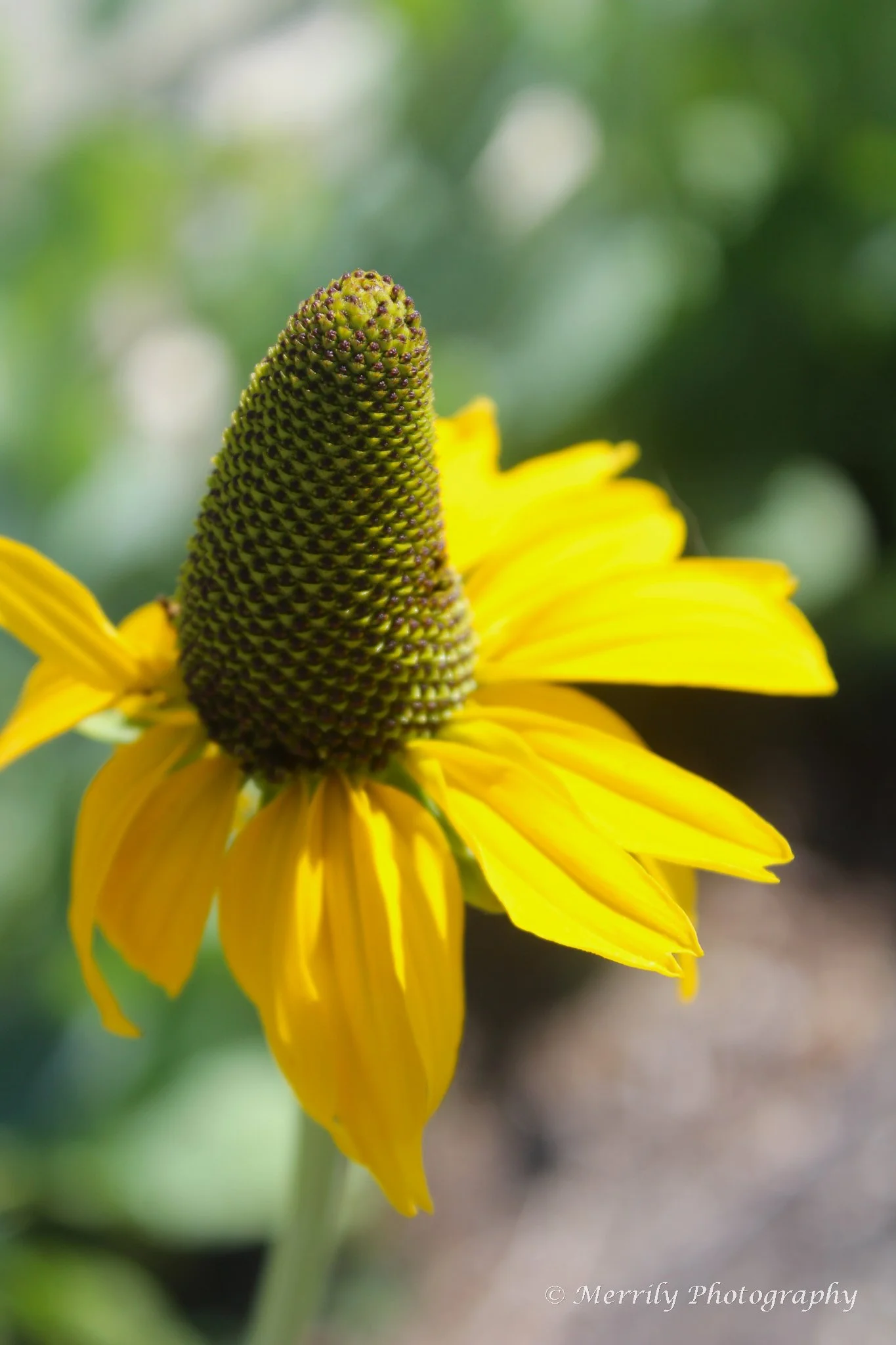 Giant Coneflower yellow 3.jpg