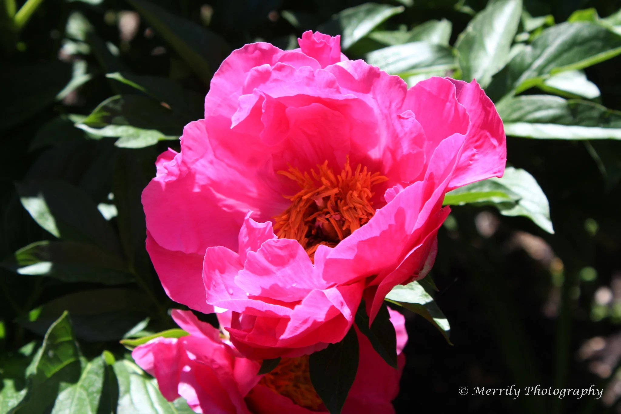 Pink Peony.jpg