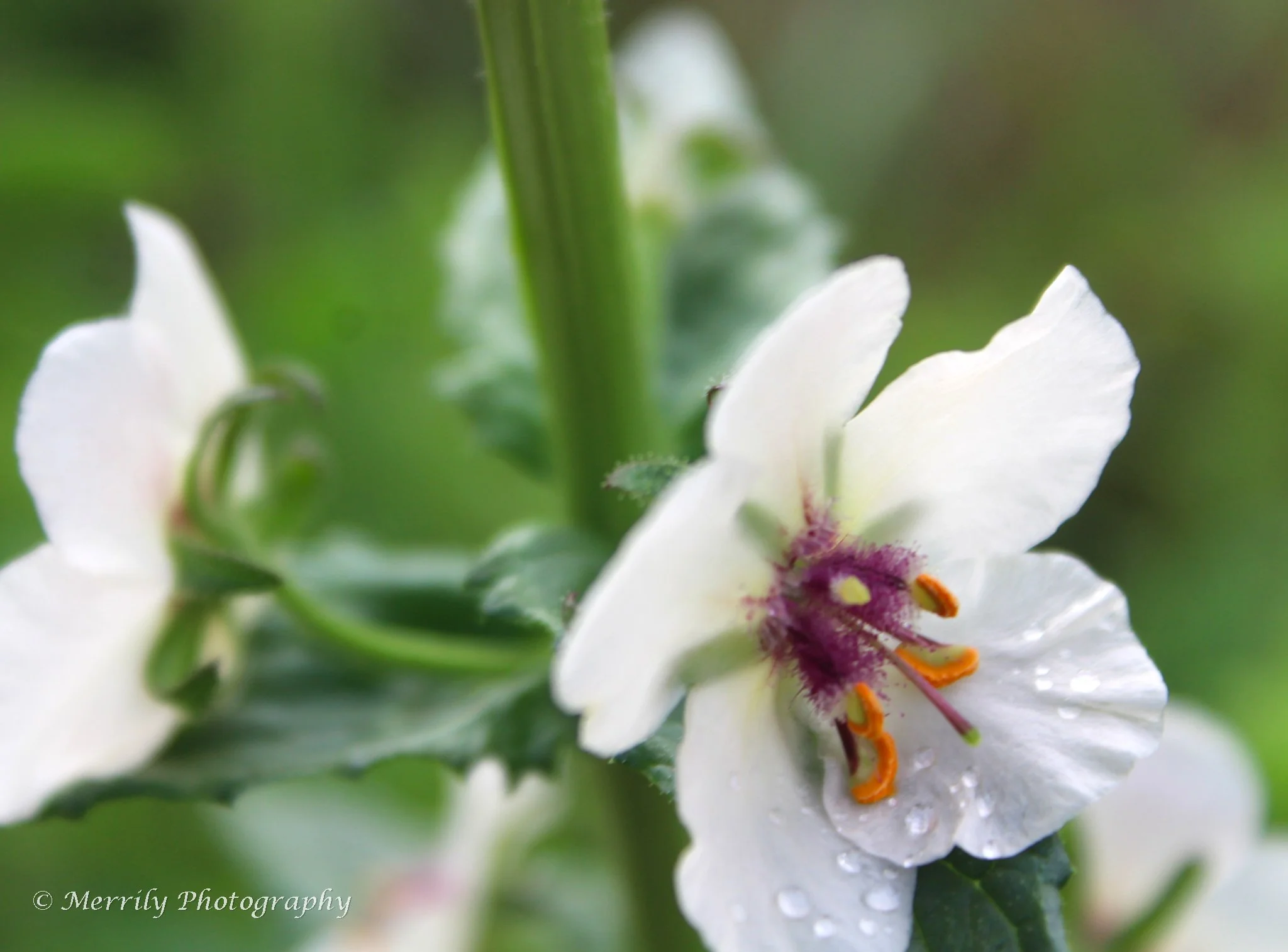 Penstemon digitalis.jpg