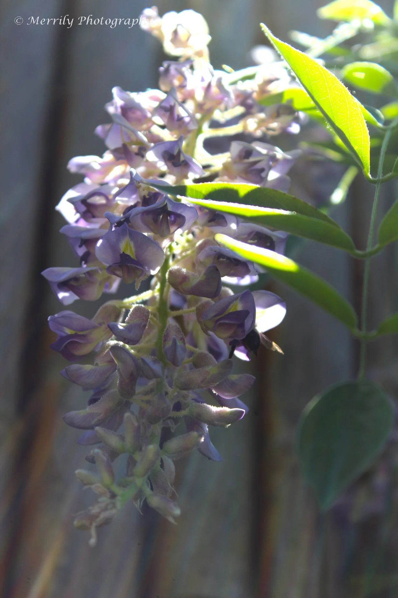 Wisteria.jpg