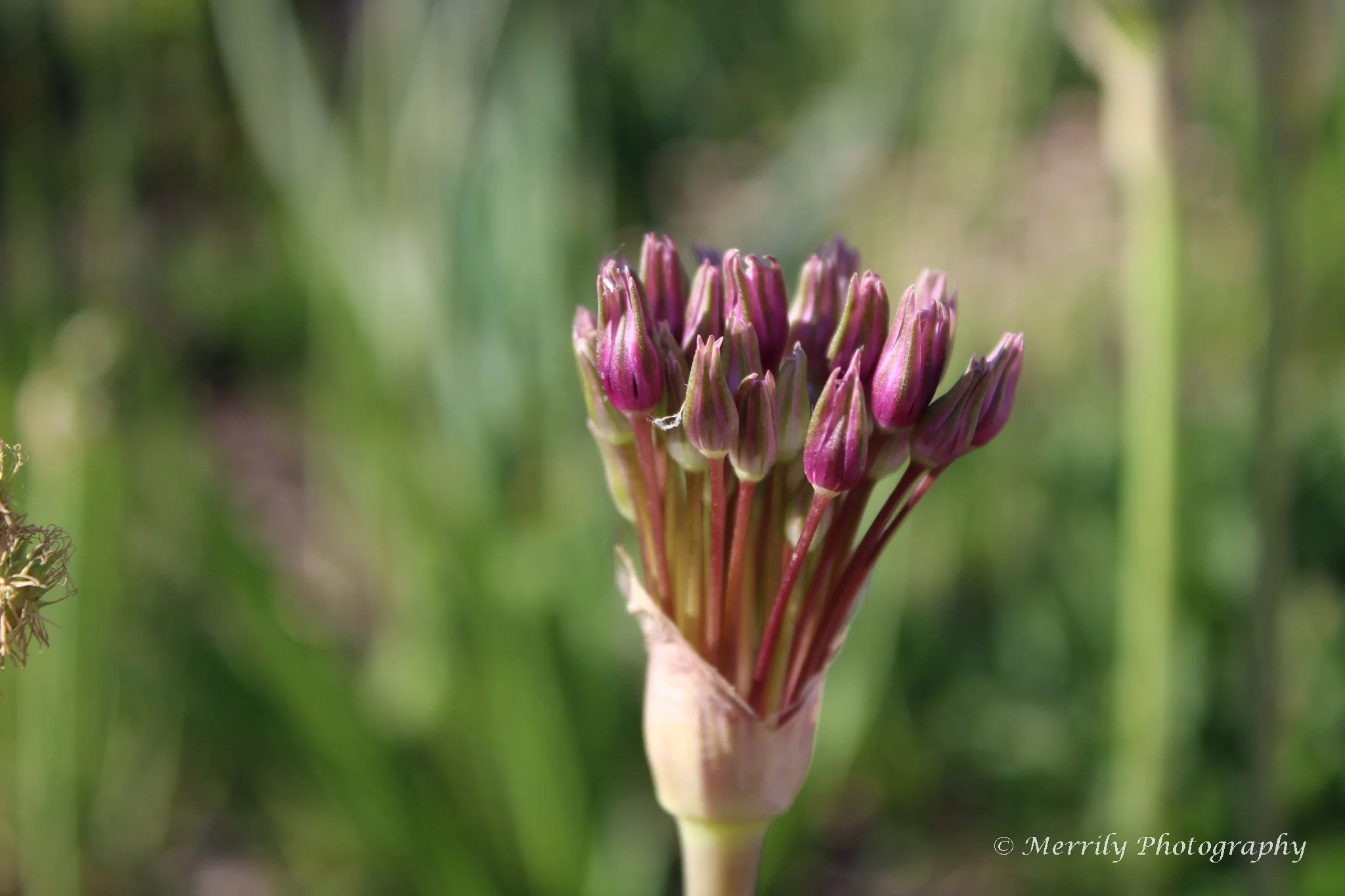 Close-up of an allium flower bud with green background