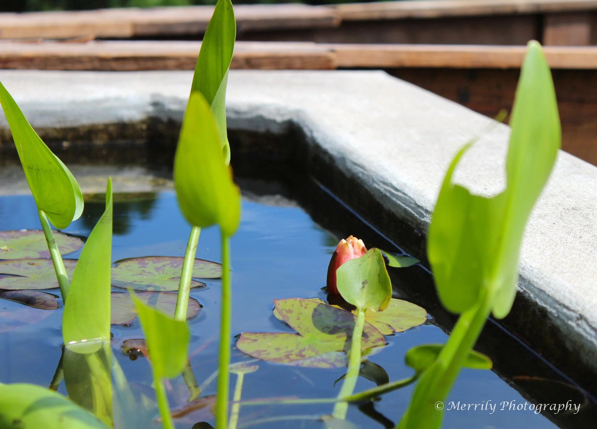 pond with water lily.jpg