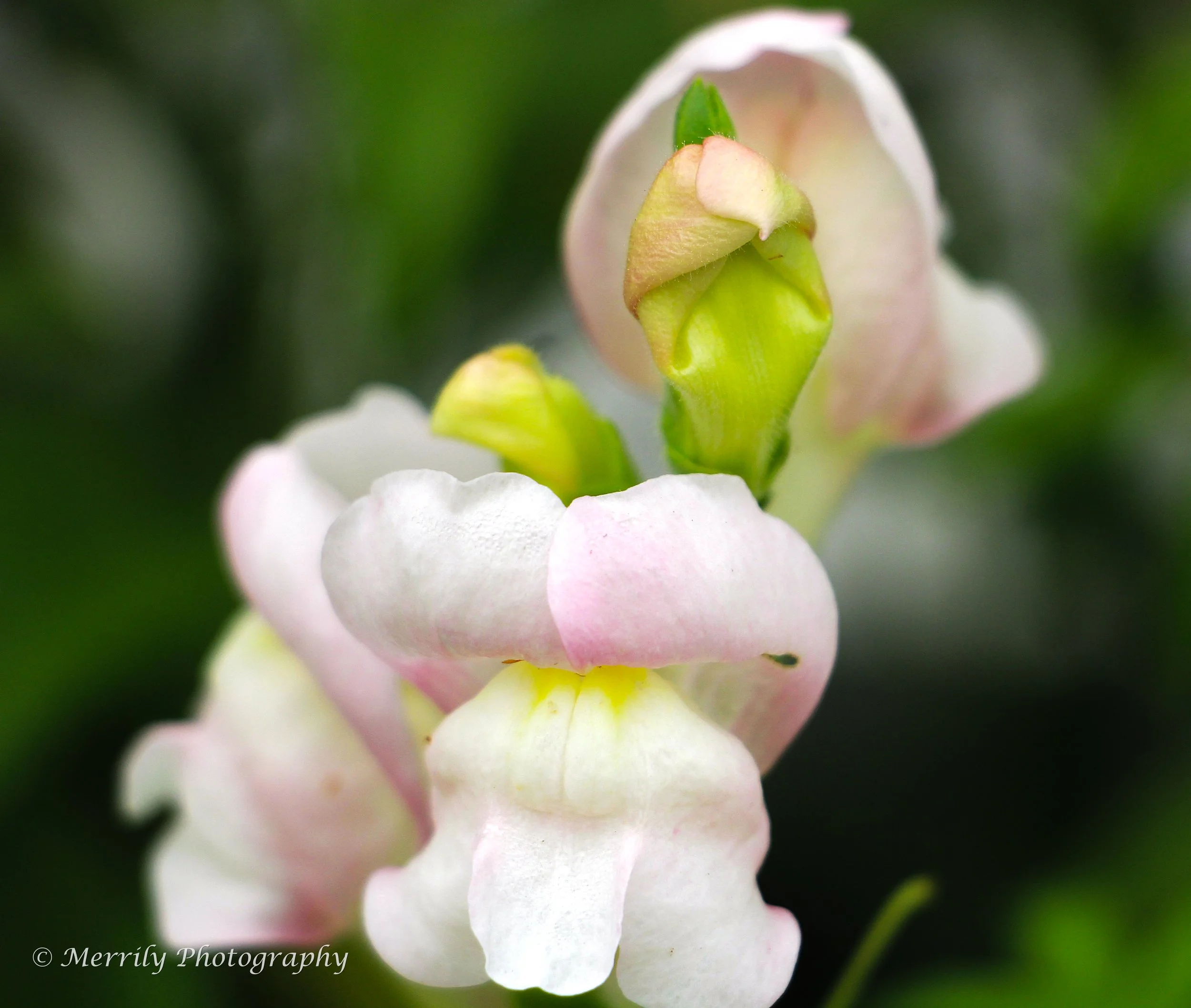 Snapdragon white and pink close up.jpg