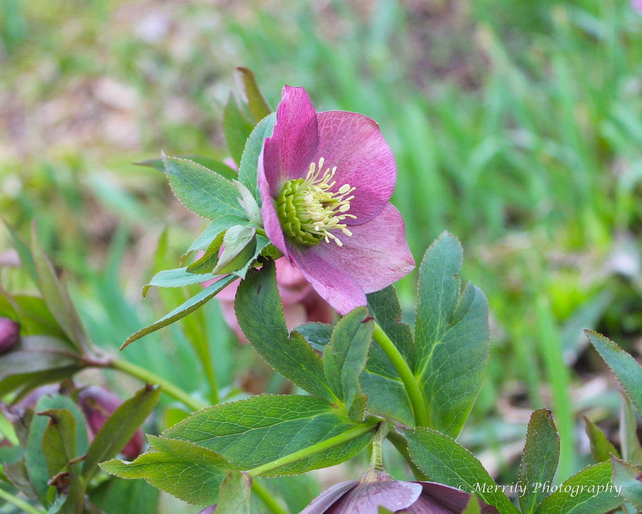 Close-up of pink and purple hellebore flower with green leaves in background.
