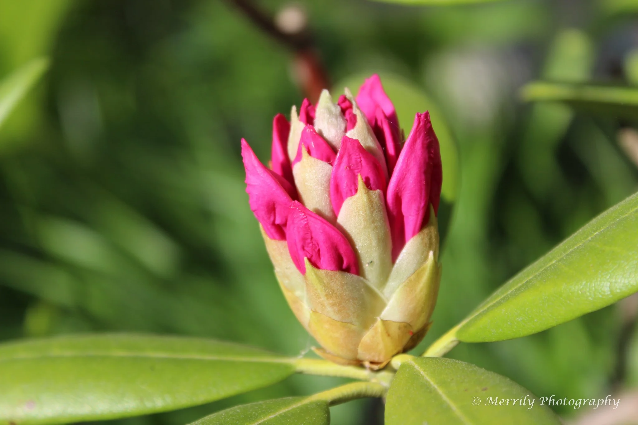 Pink Rhododendron bud.jpg