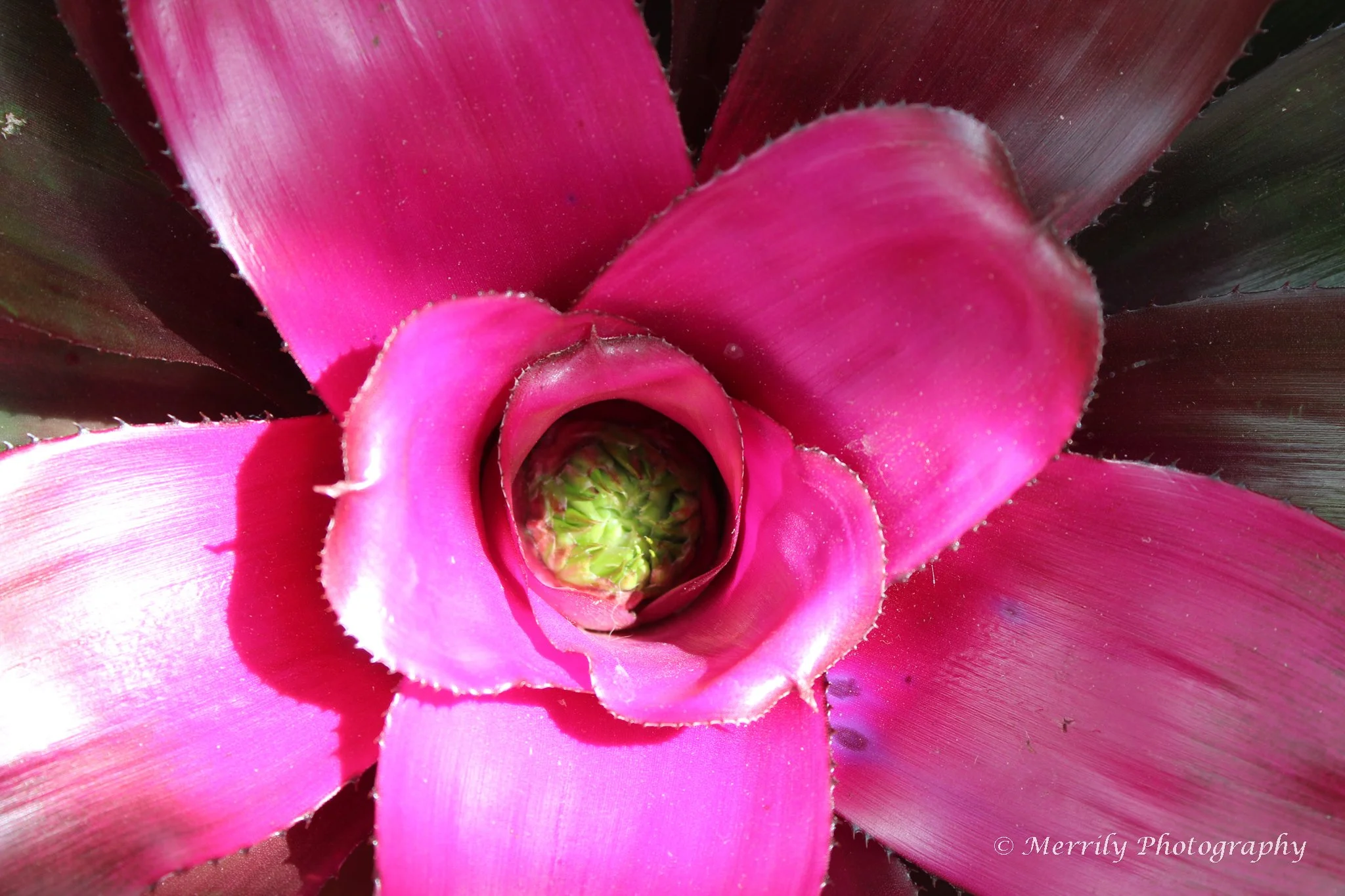 Close-up of a pink Bromeliad flower with green center at the core.