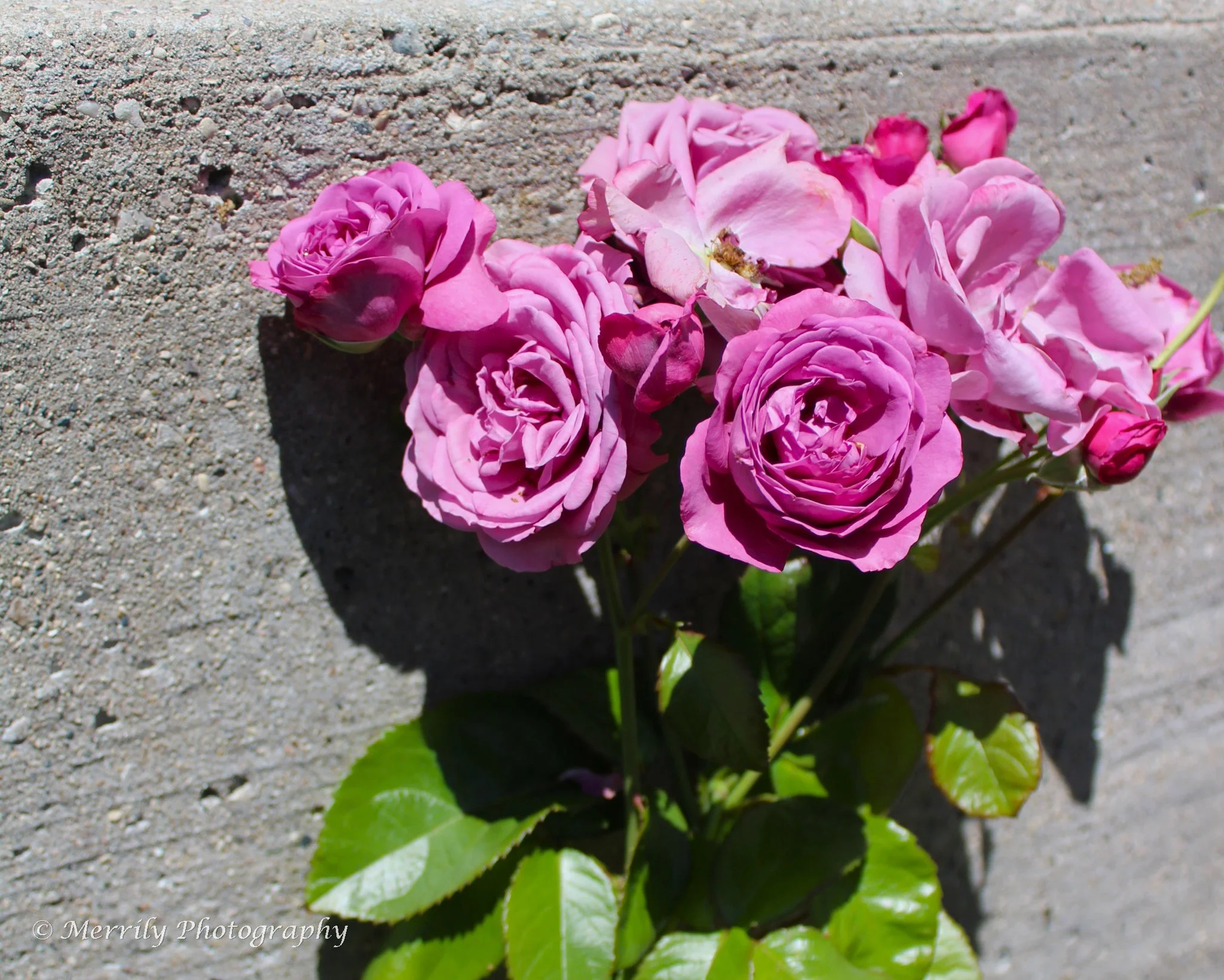 Plum roses print