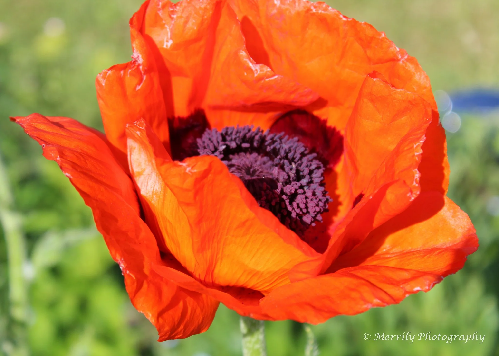 Red Poppy.jpg
