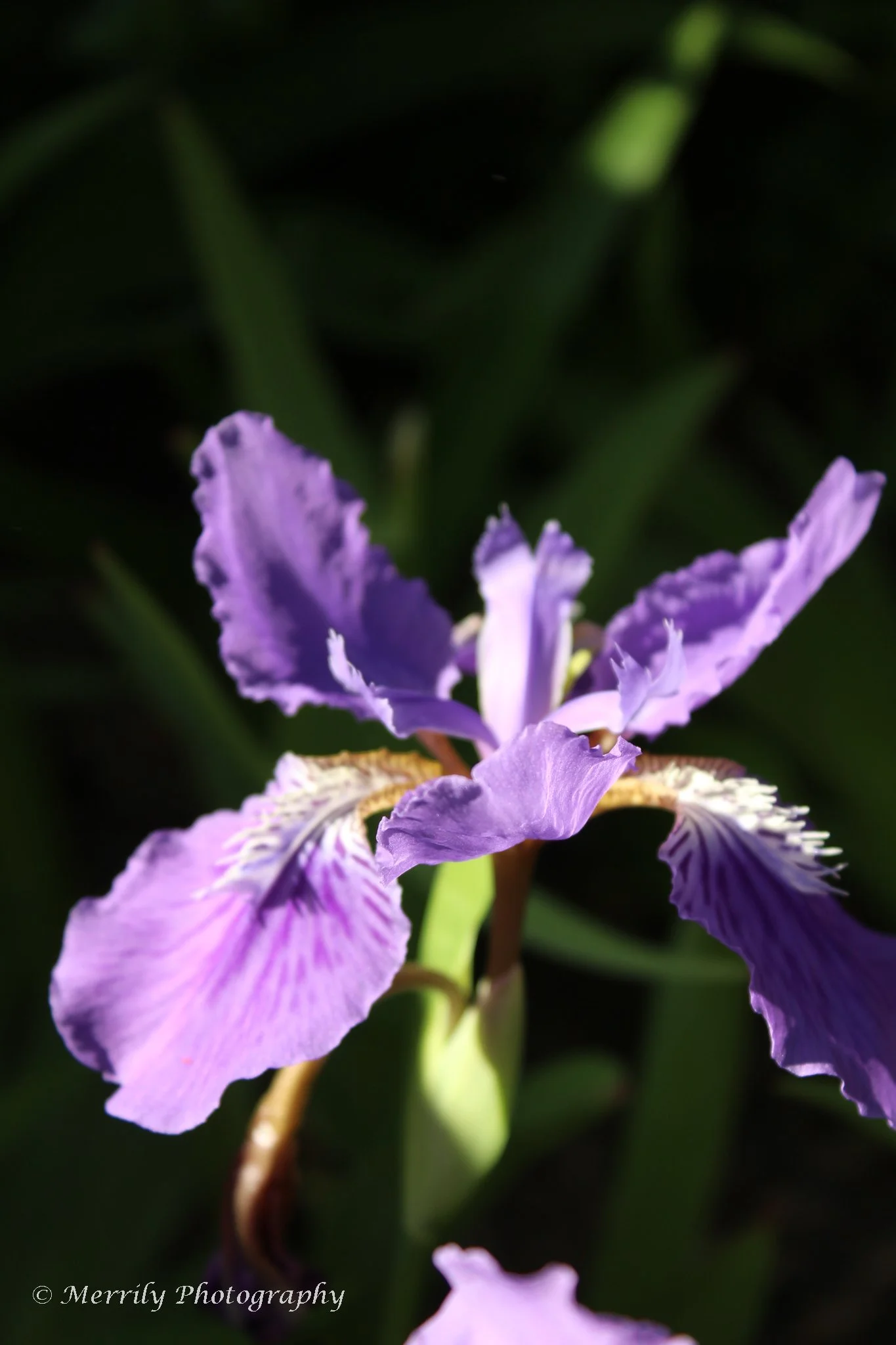 Iris tectorum Blue Flag Digital Copy