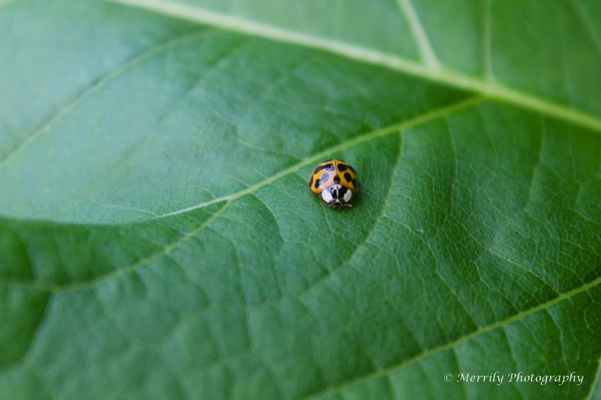 Ladybug on a leaf 3.jpg