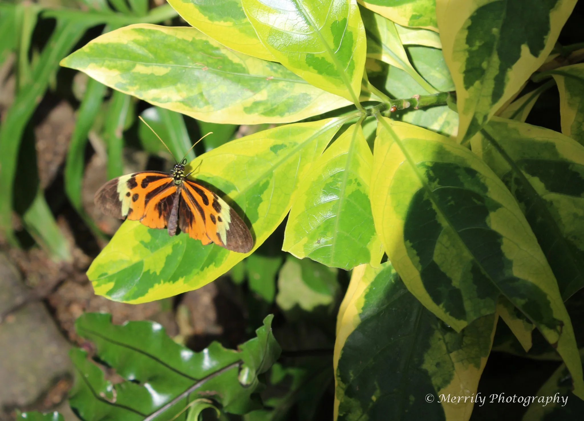 Tiger Longwing on light green leaf.jpg