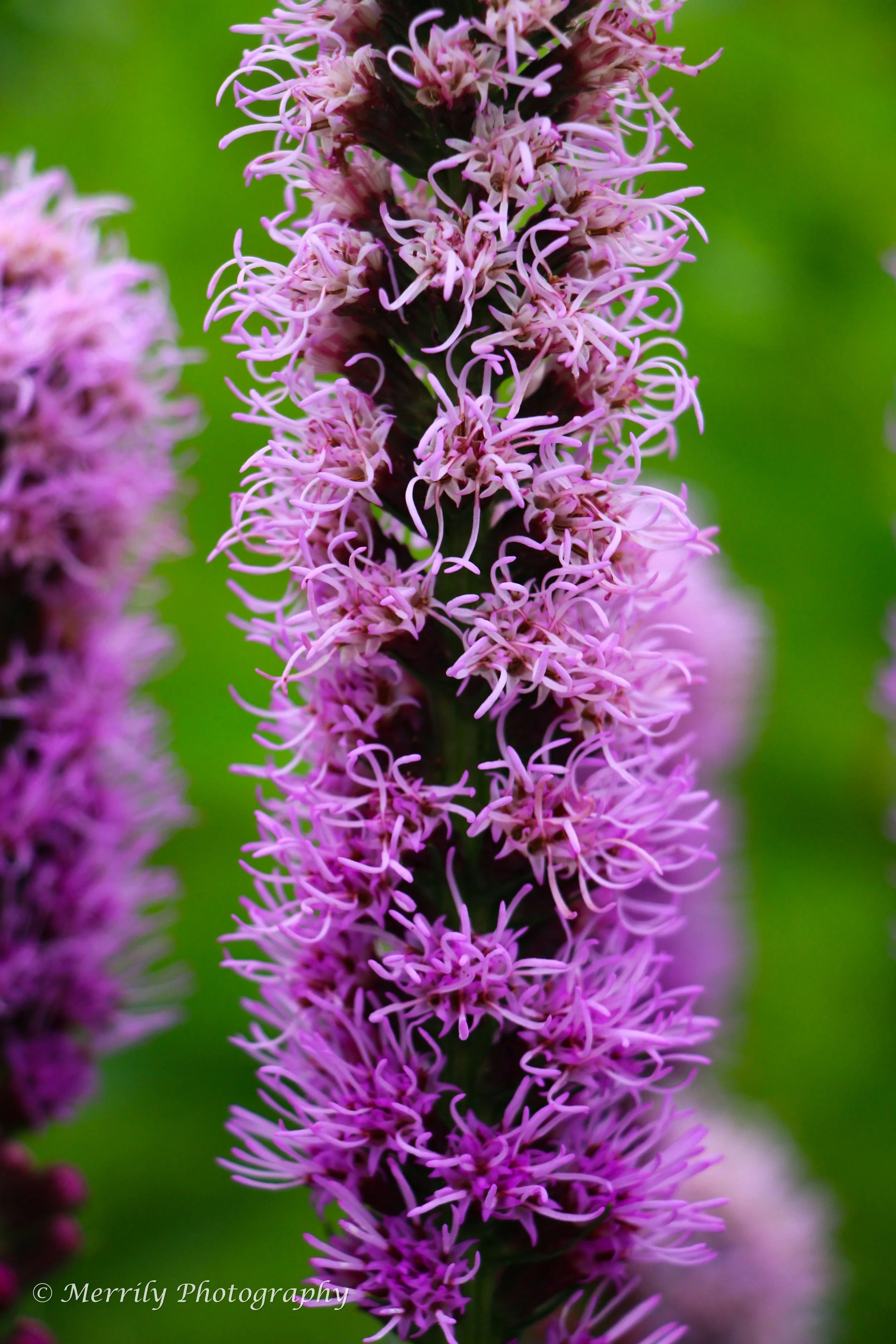 Liatris spicata 2 close up.jpg