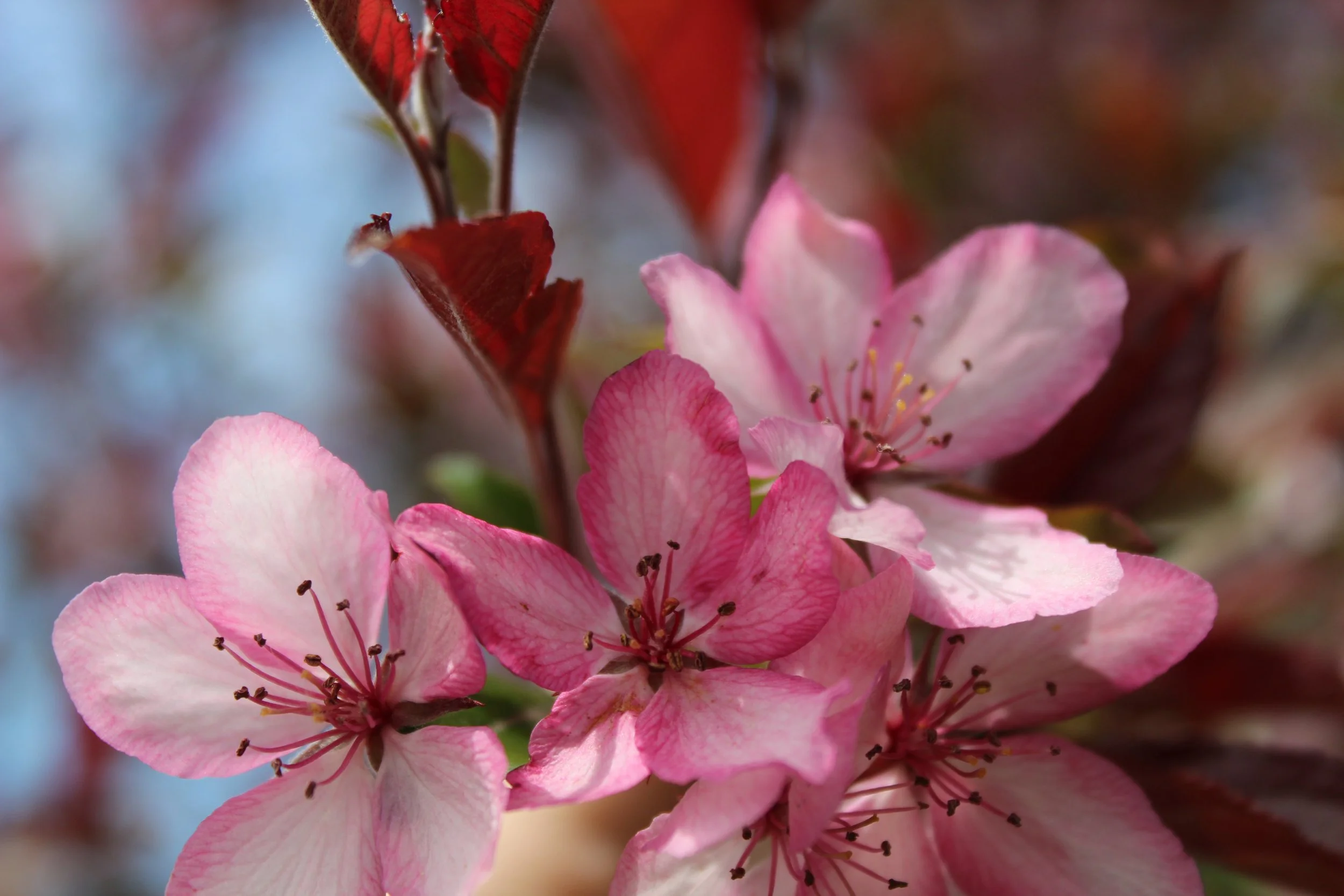 spring blooms in bright pink shades