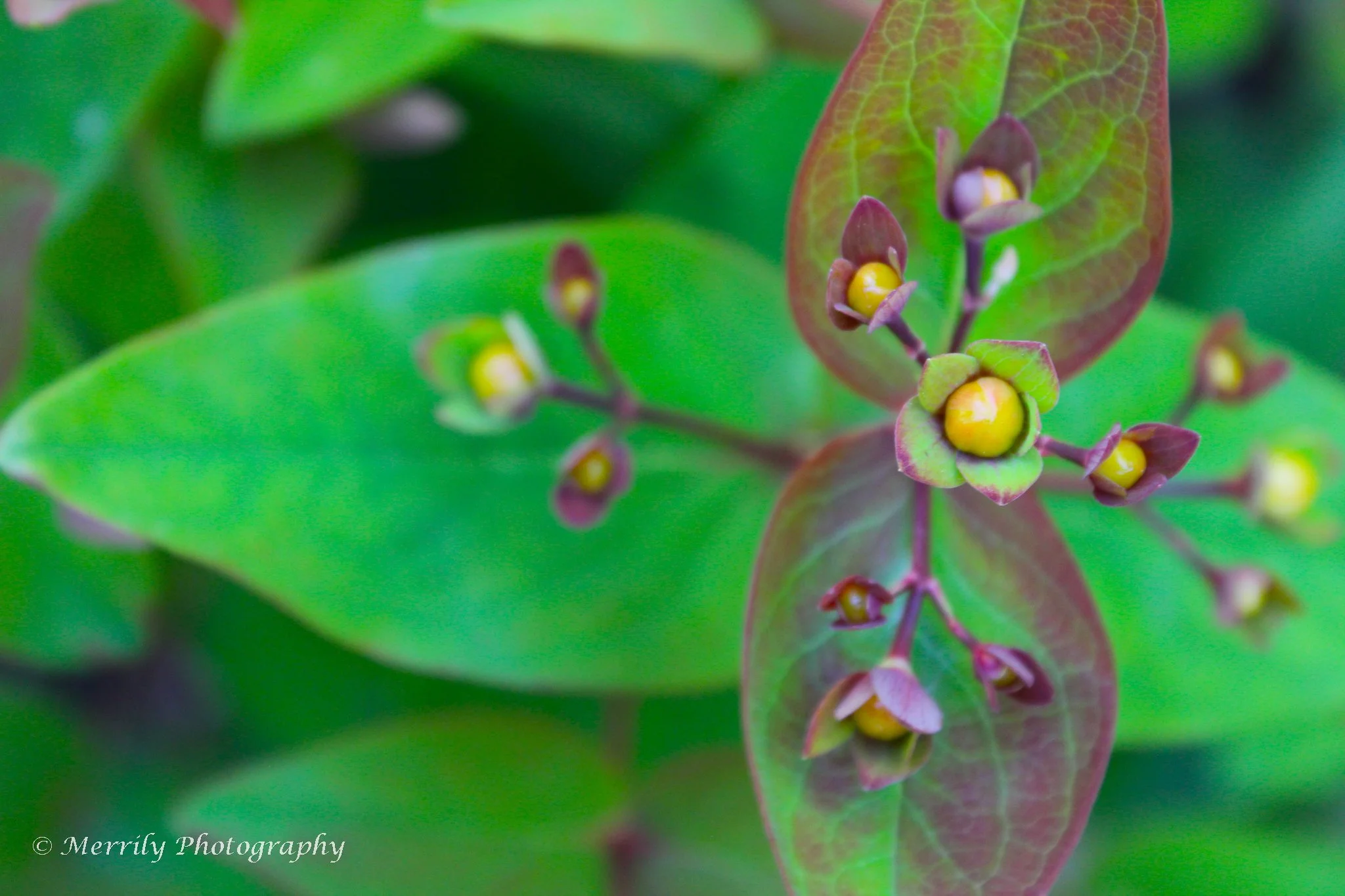 St Johns Wort leaves.jpg