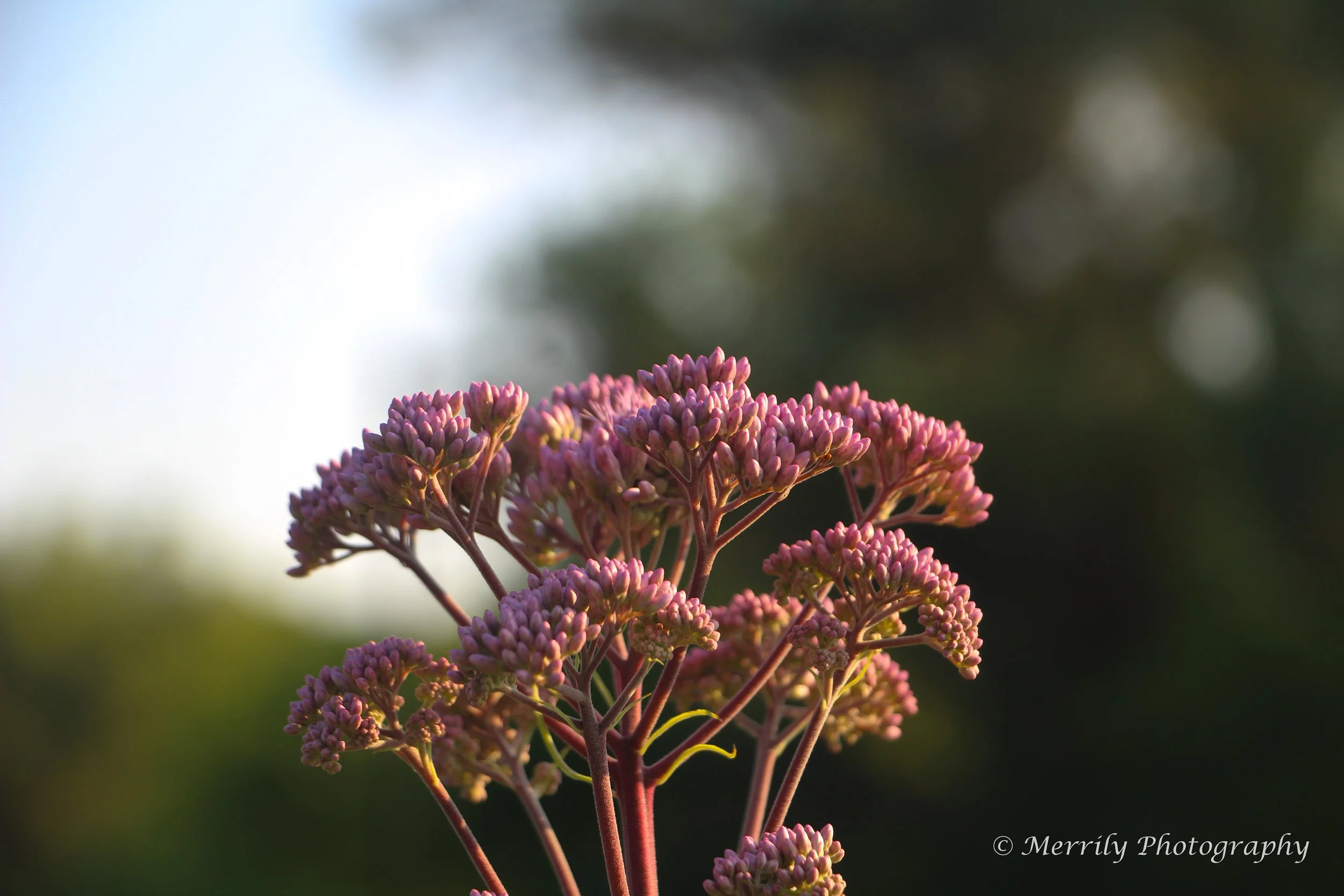 Joe Pye Weed.jpg