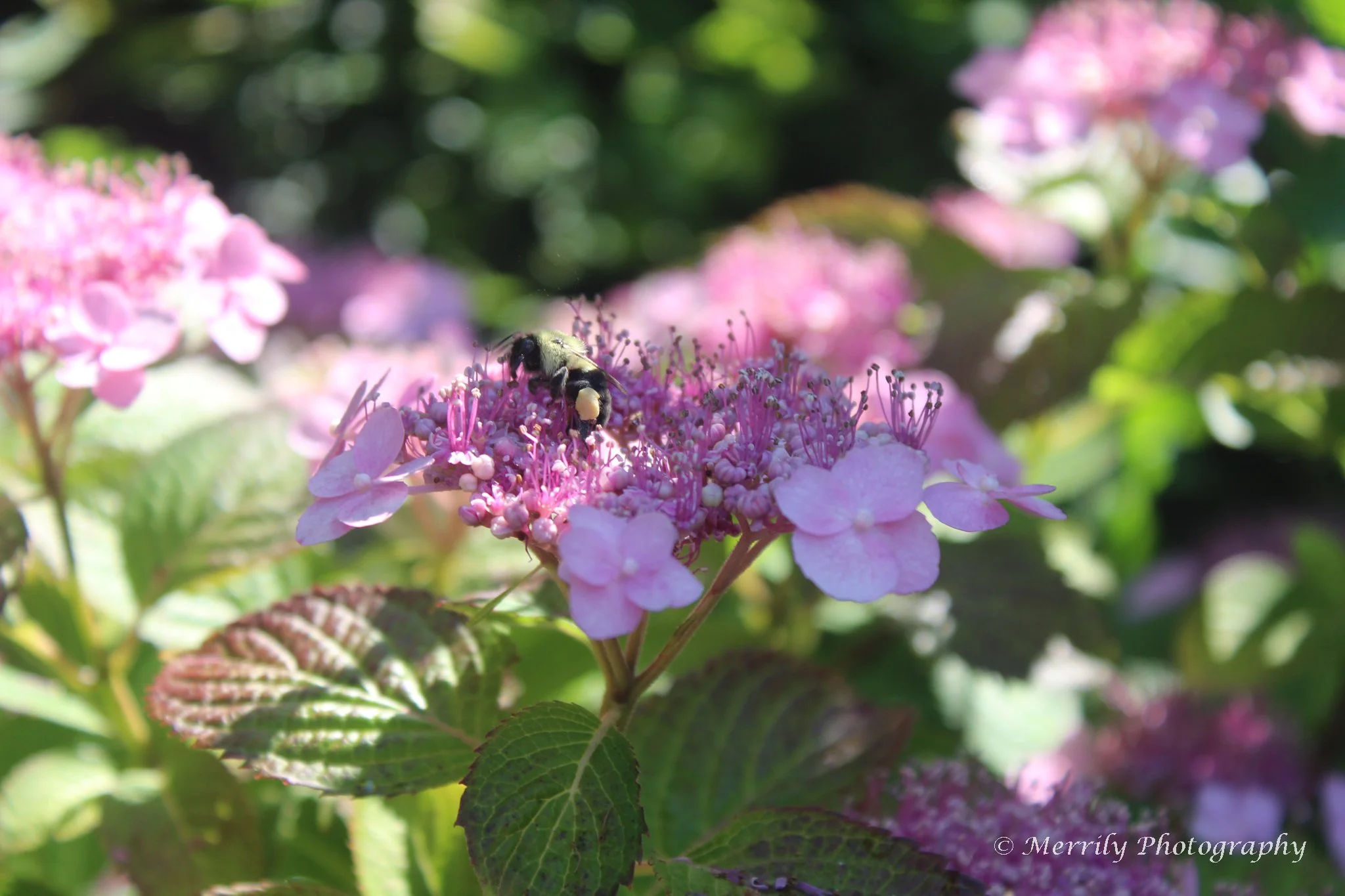 Hydrangea pink with bee 1.jpg