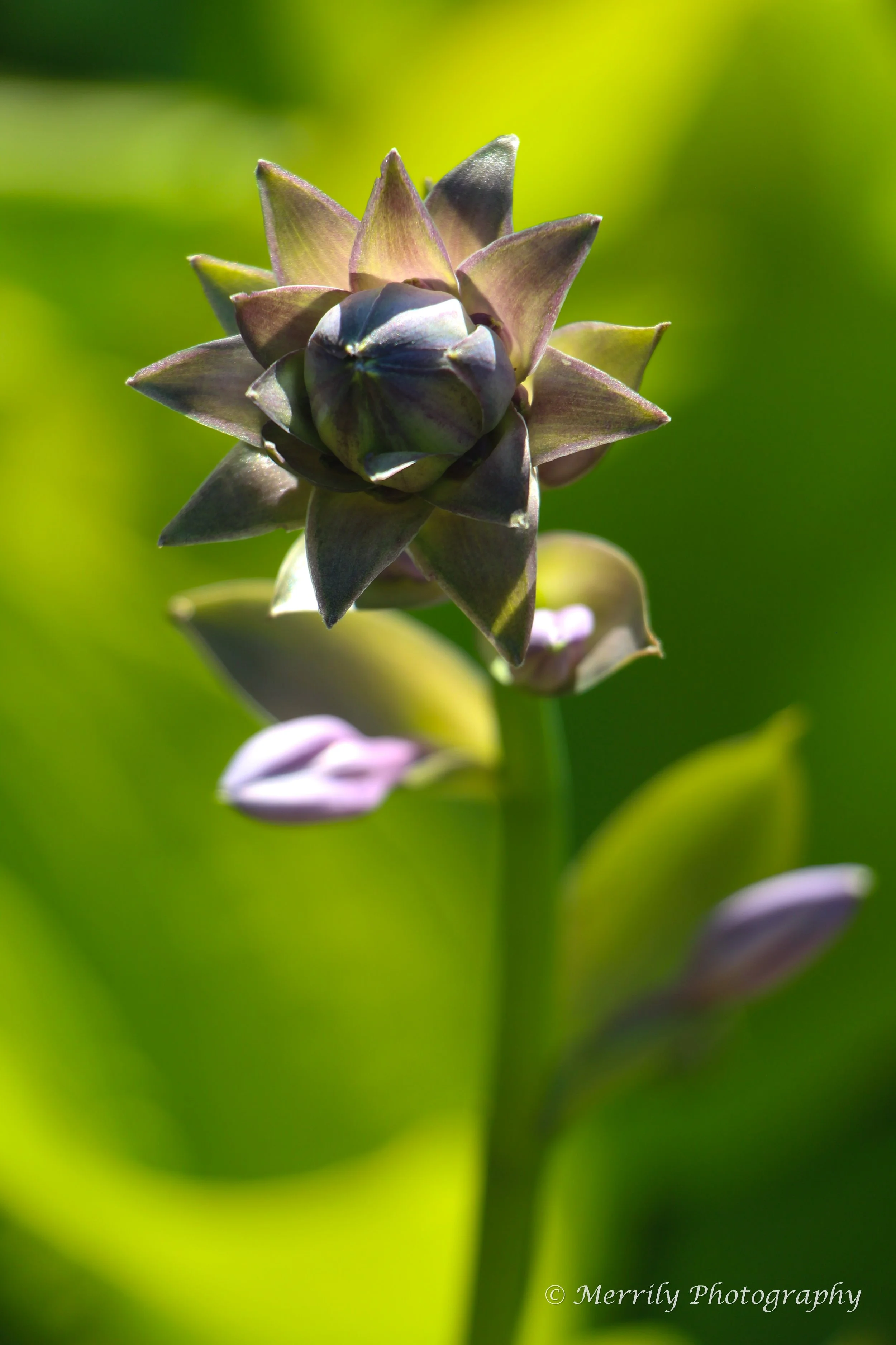 Plantain Lily Hosta Flower 2.jpg