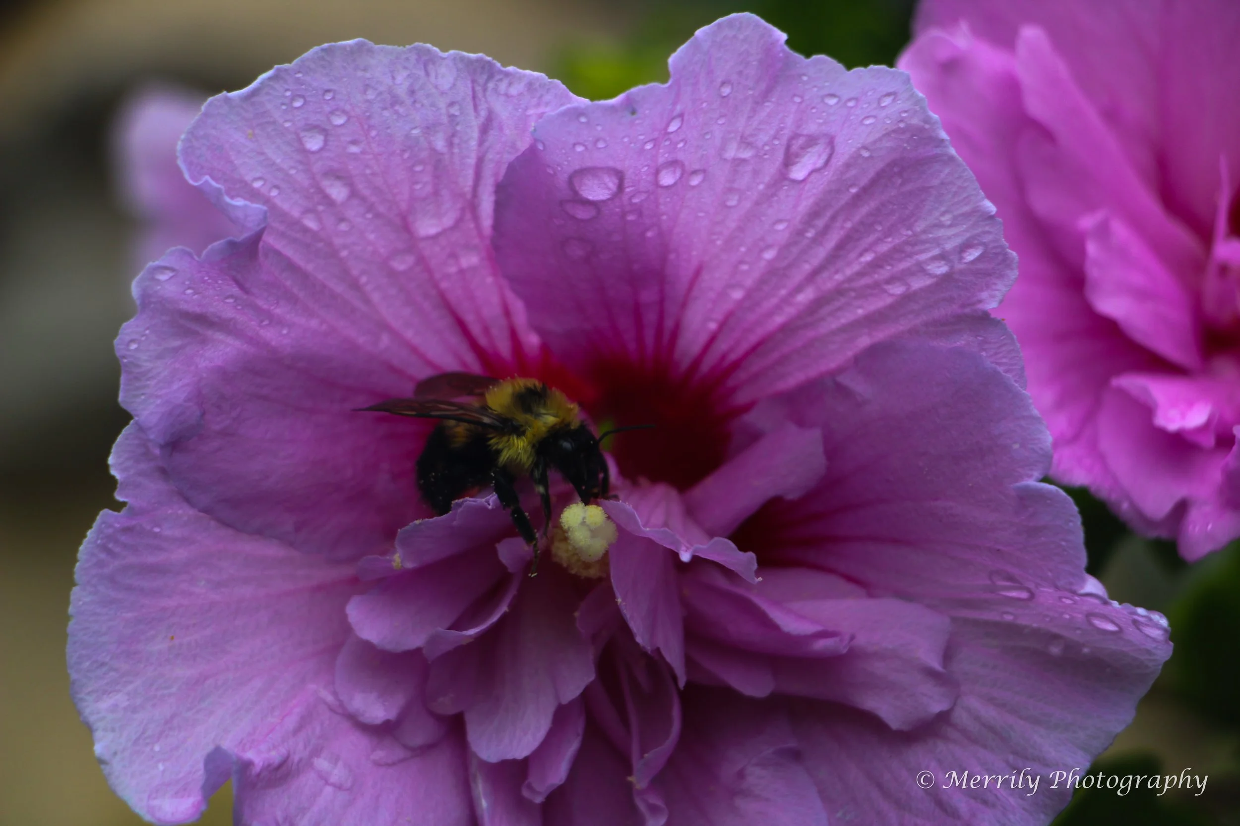 Hibiscus pink 5 with bee.jpg
