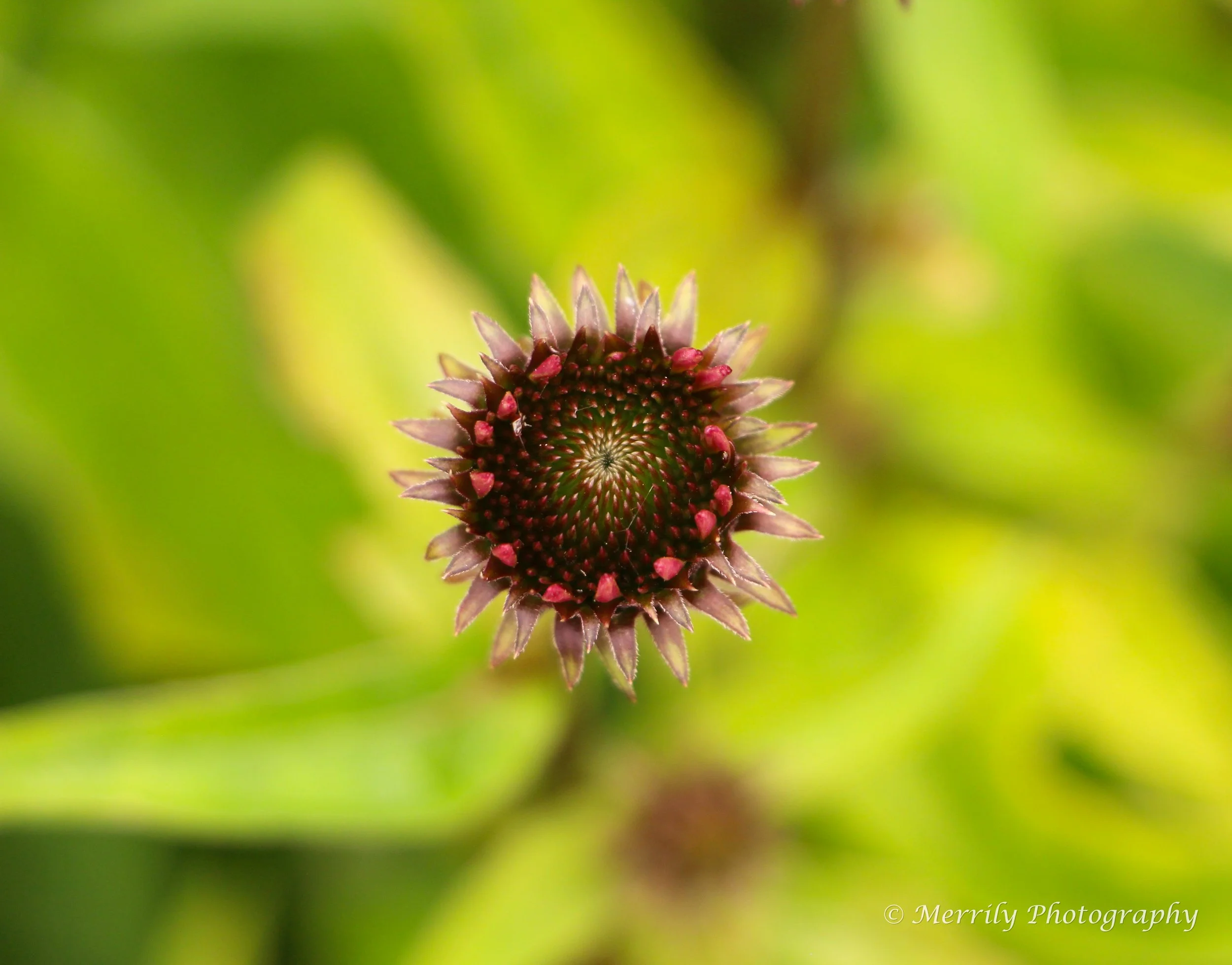 Coneflower budding.jpg