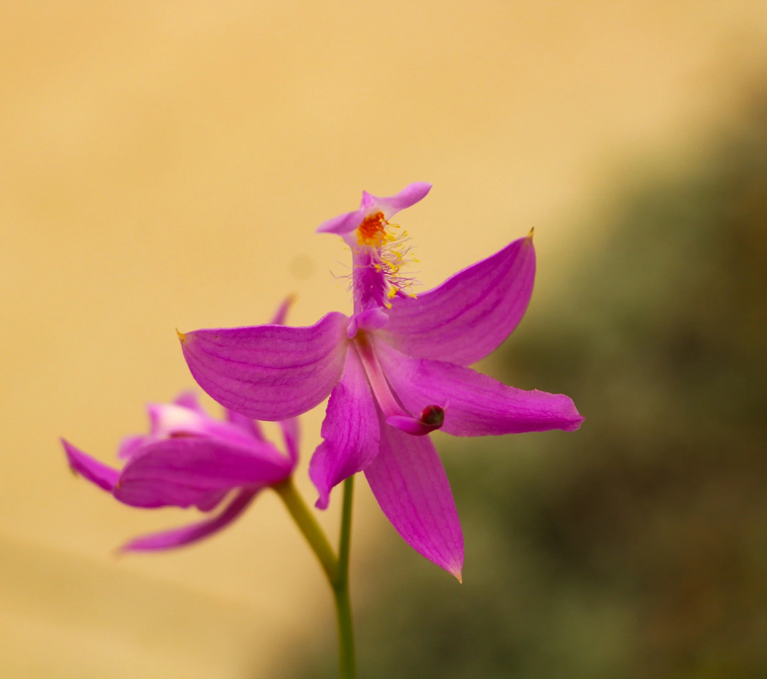 Orchid - grass pink 2-2.jpg