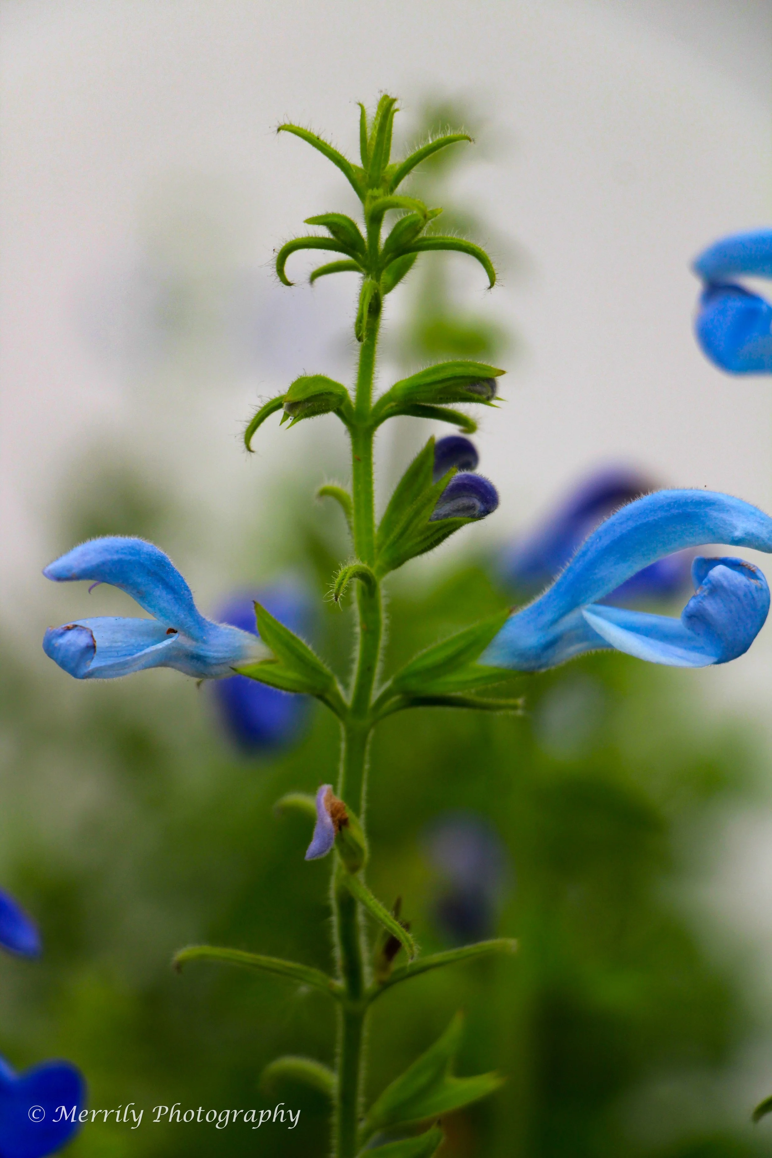 Salvia Blue.jpg