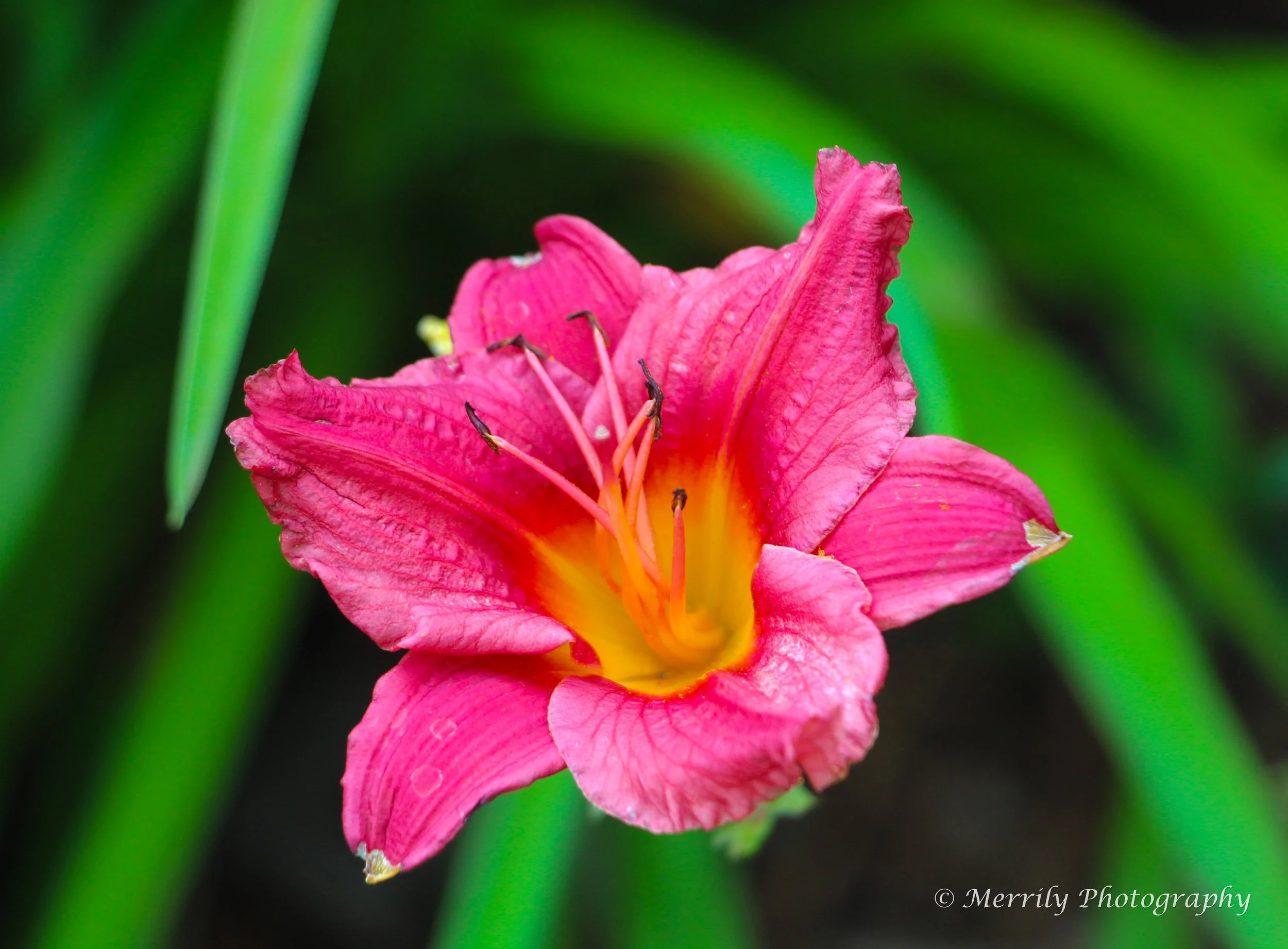 Daylily Pink 3.jpg