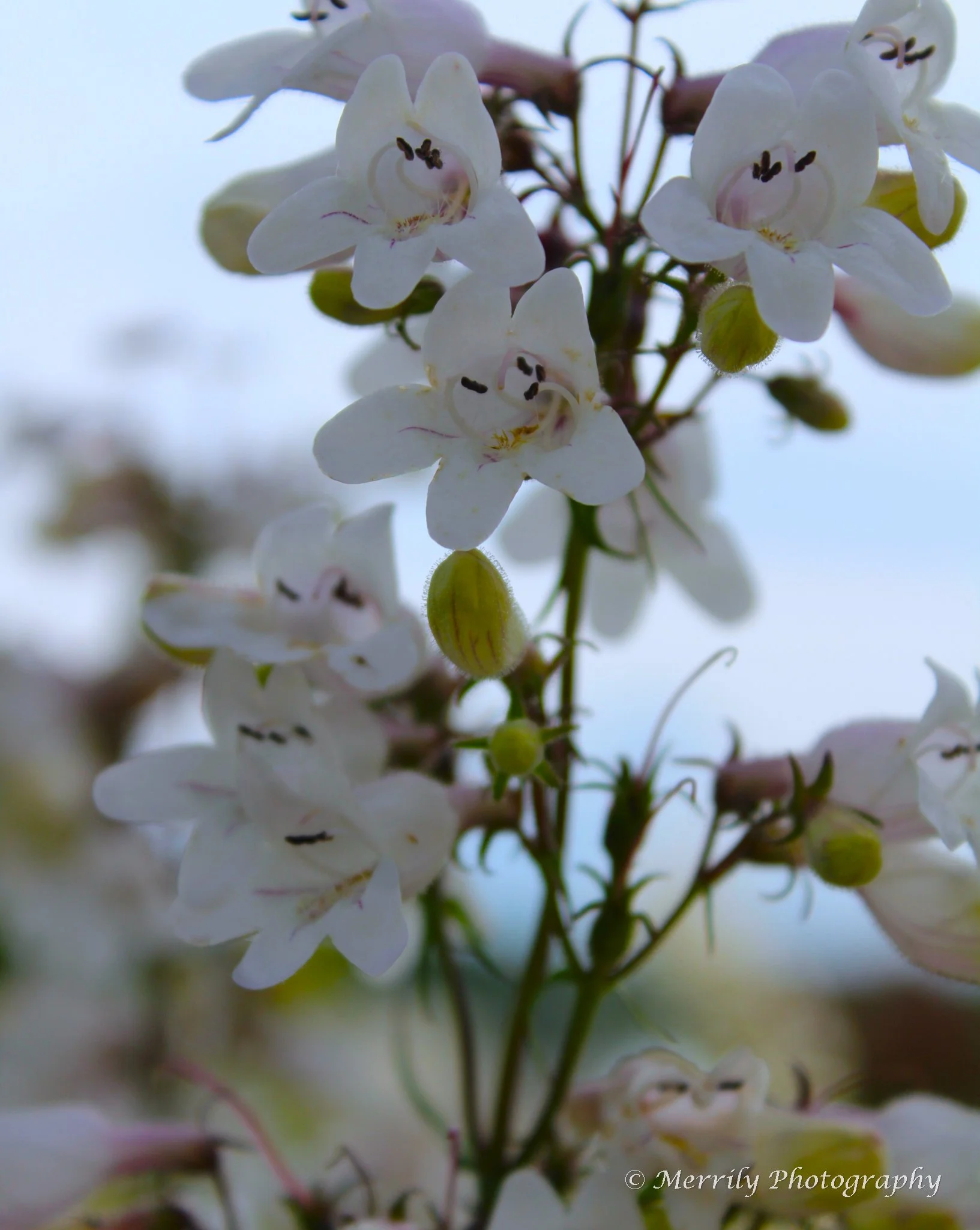 Foxglove beardtounge Penstemon digitalis.jpg