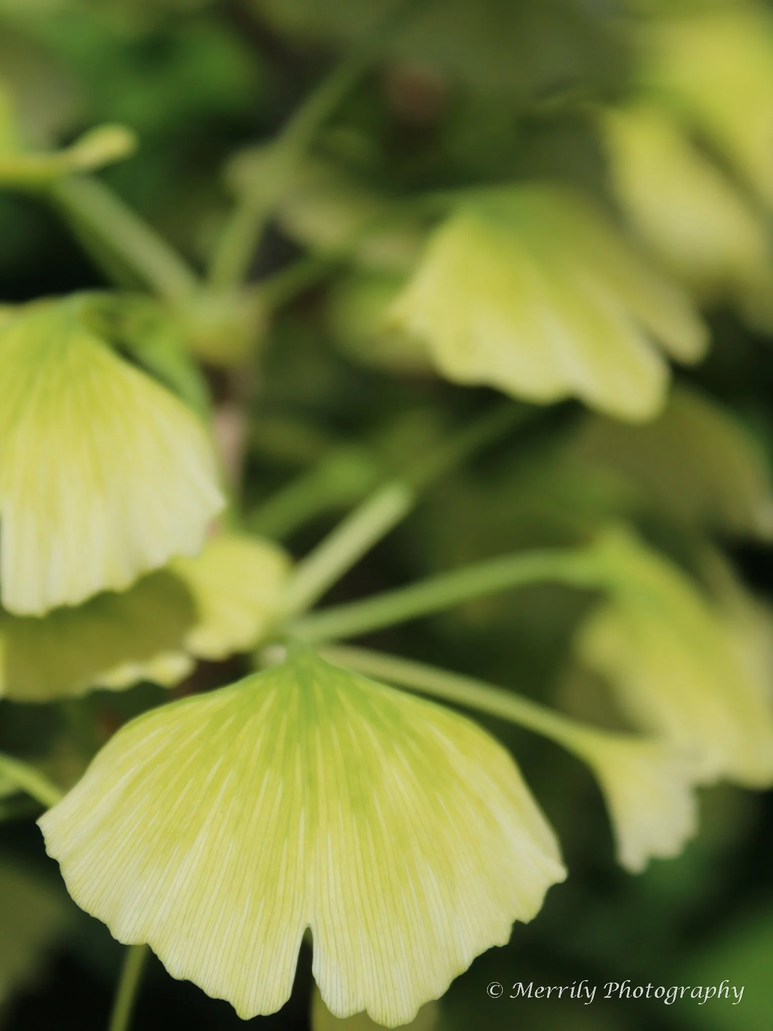 Close-up of green ginkgo leaves with a blurred background, showing the fan shape of the leaves and their veins.