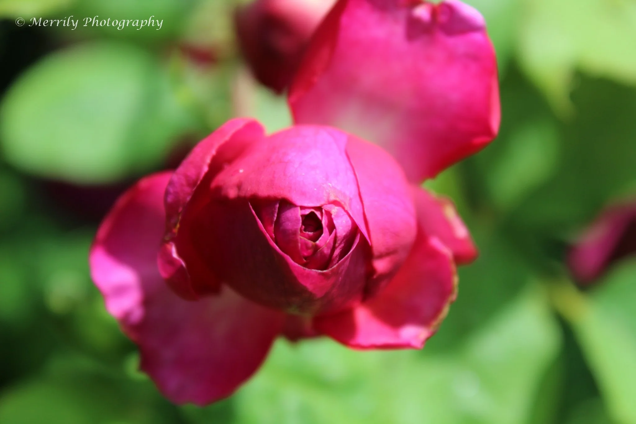 pink rose opening.jpg
