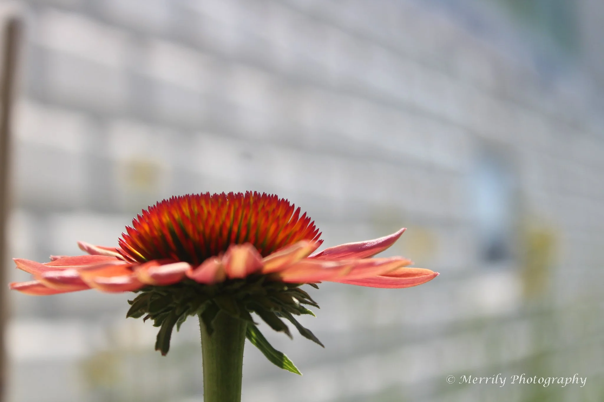 Red Coneflower print