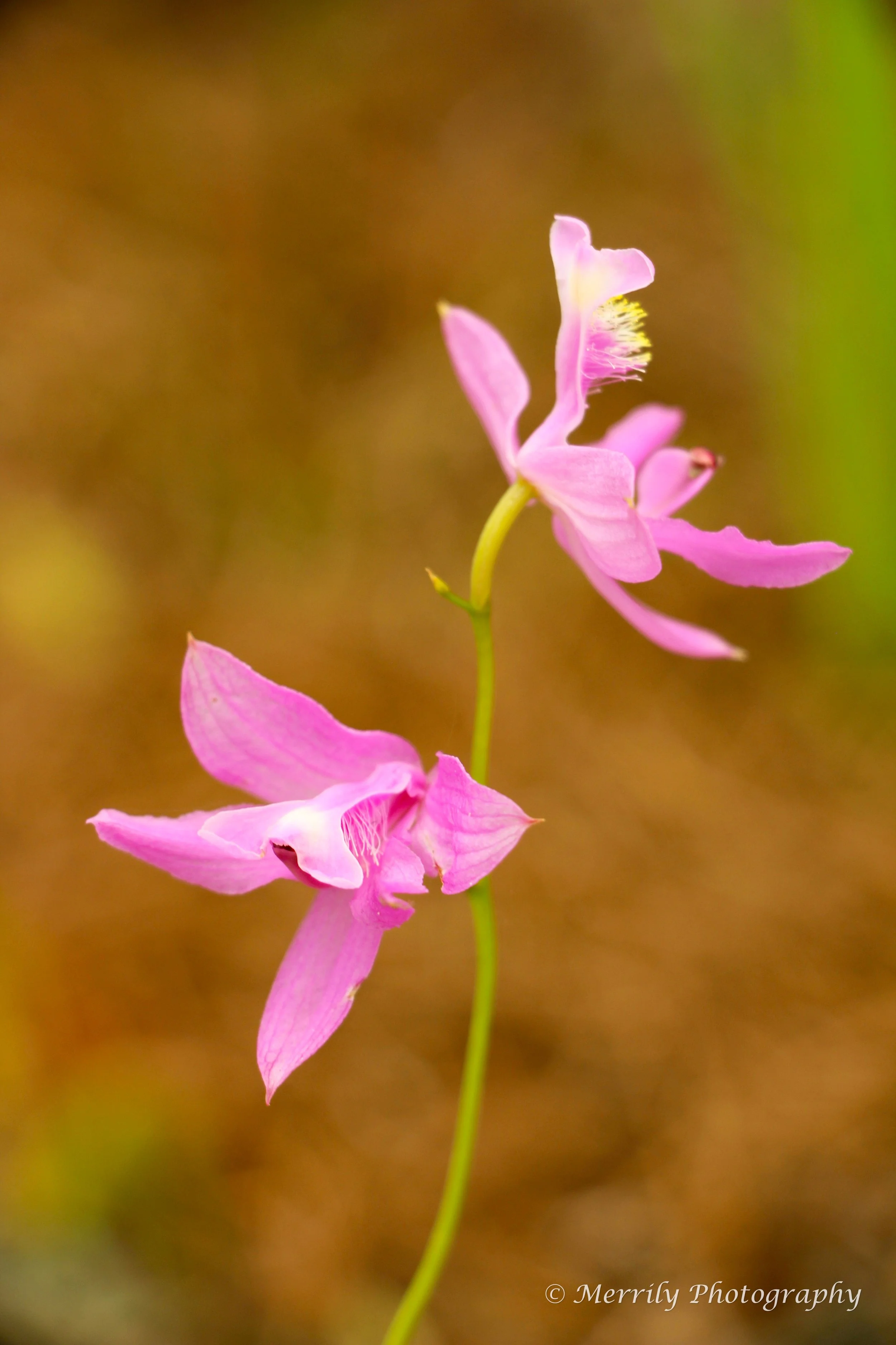 Grass Pink Orchid print series