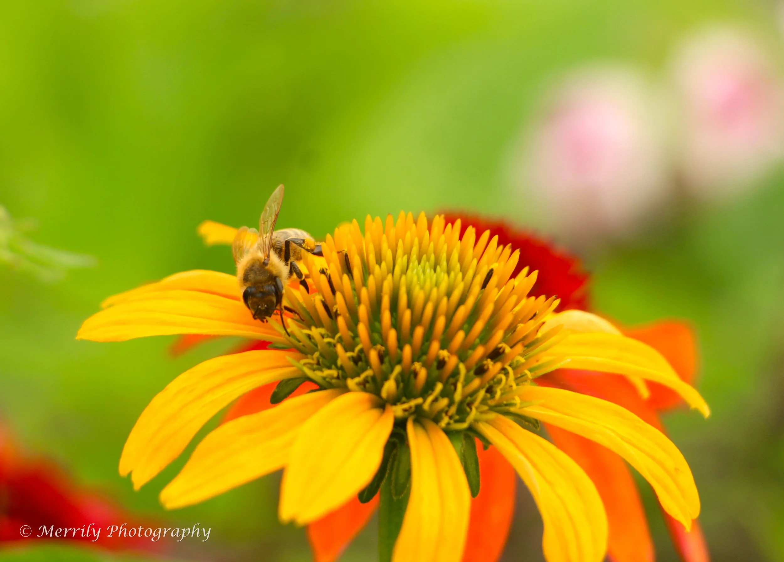 Coneflower yellow with bee 2.jpg